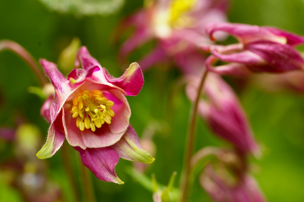 aquilegia vulgaris