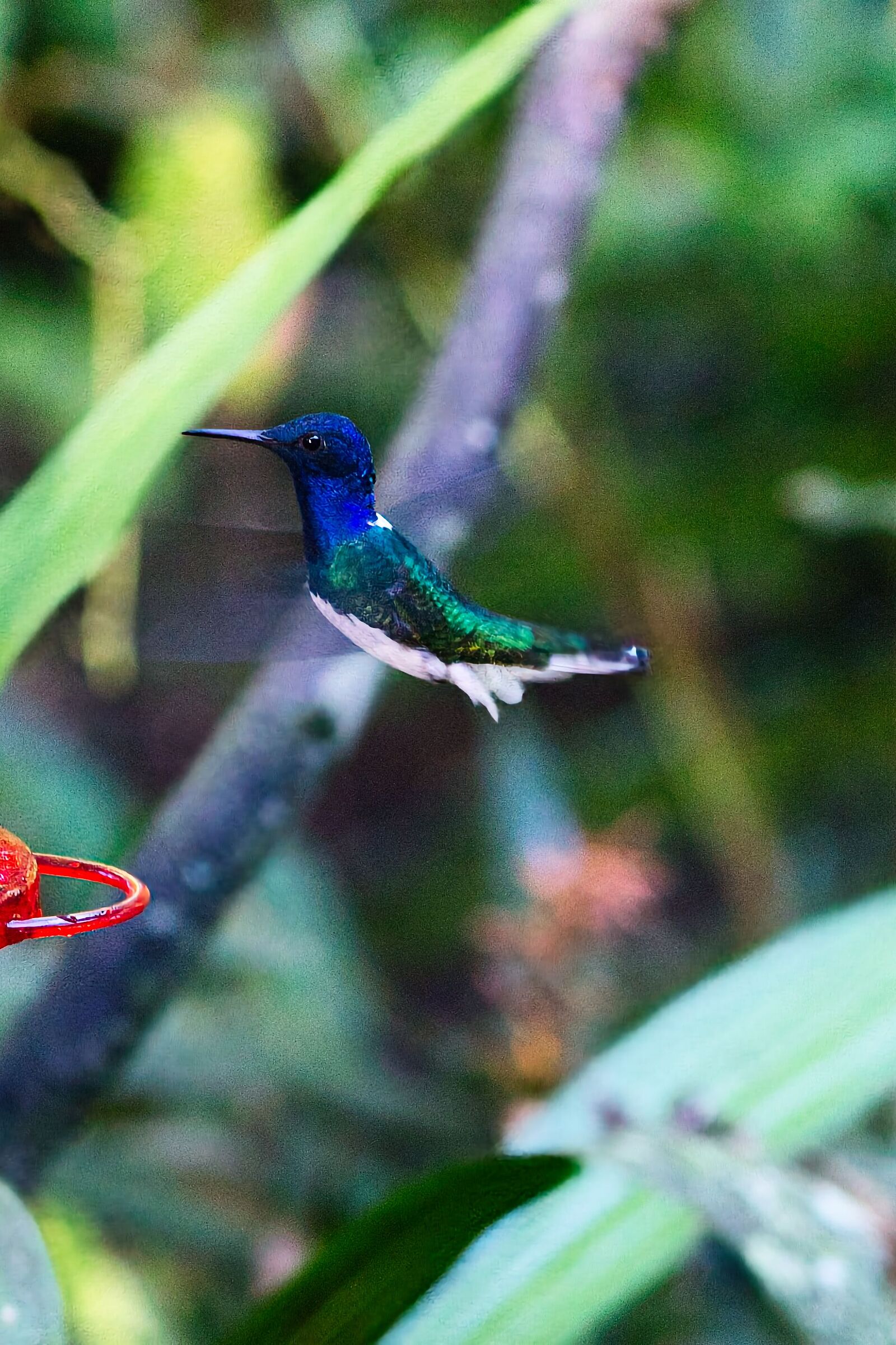 Jacobin de cuello blanco