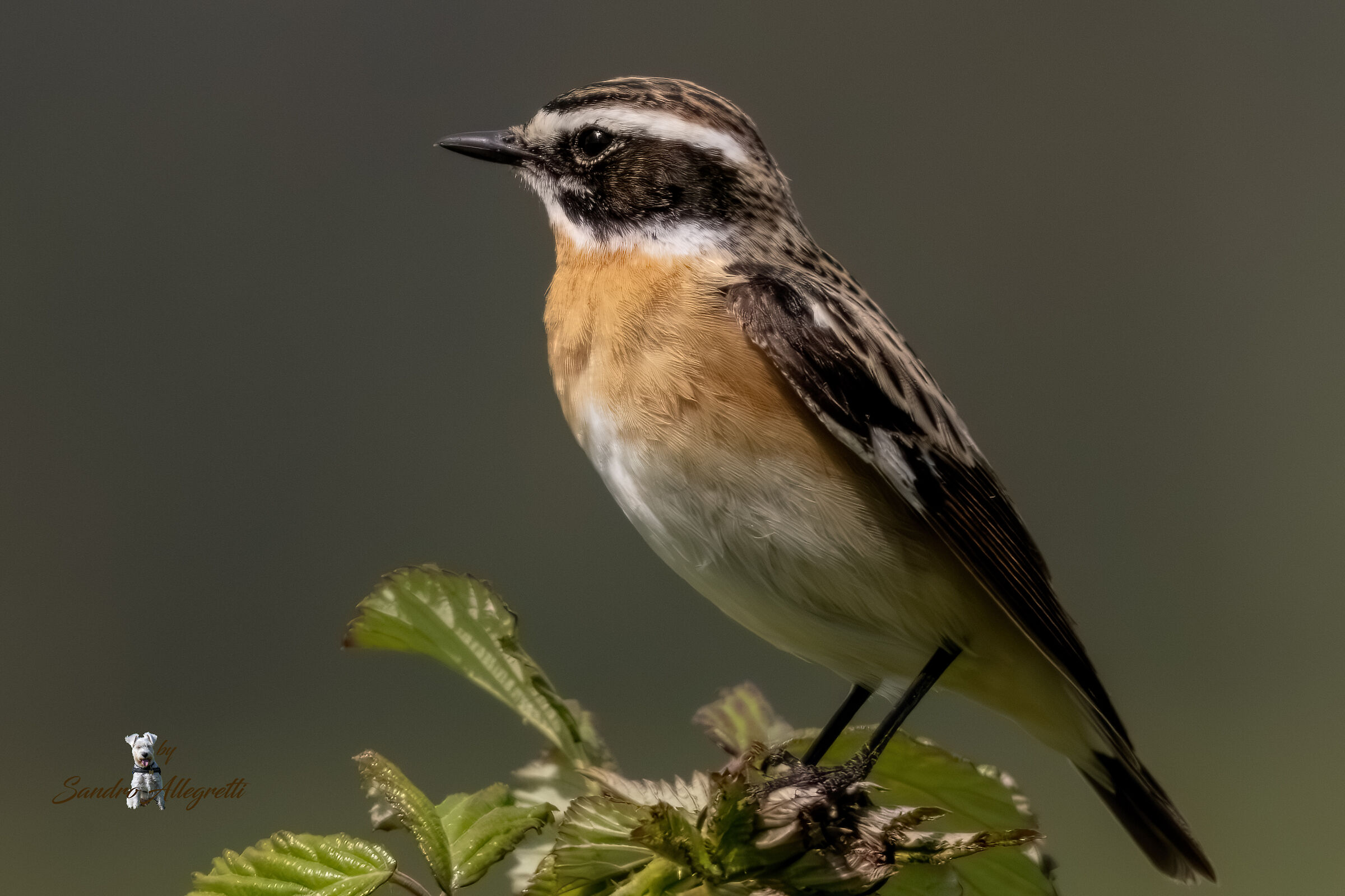 Lo stiaccino (Saxicola rubetra)