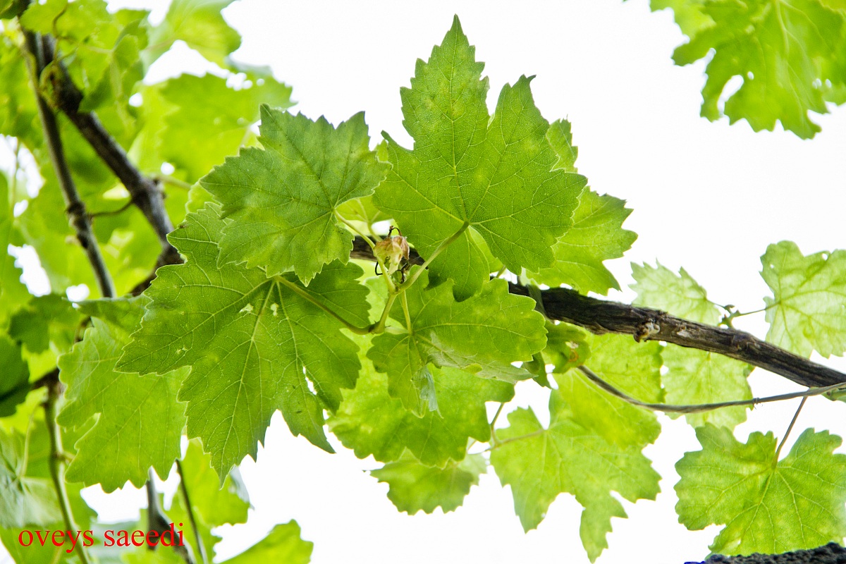 Grape Leaves