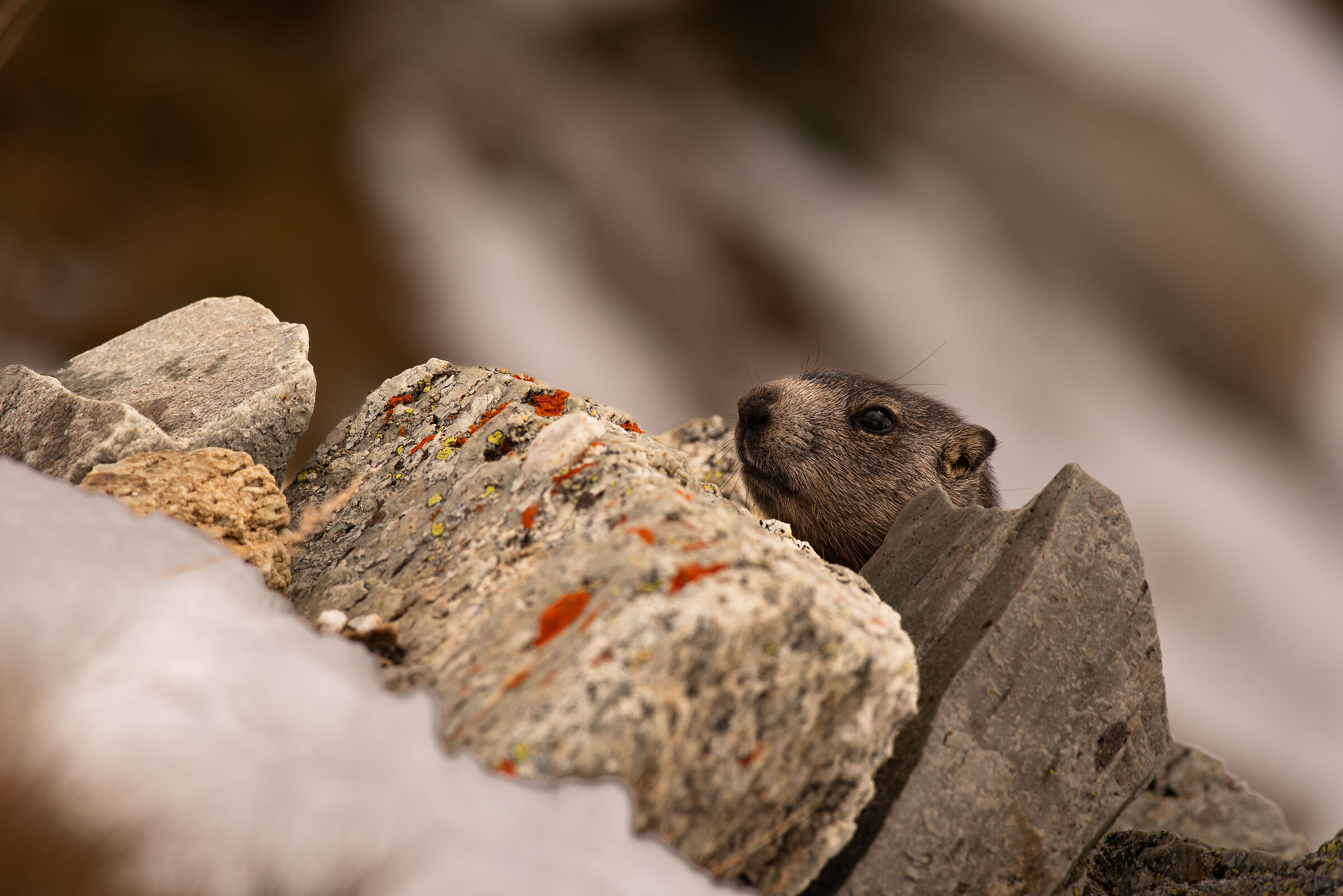 Marmotta