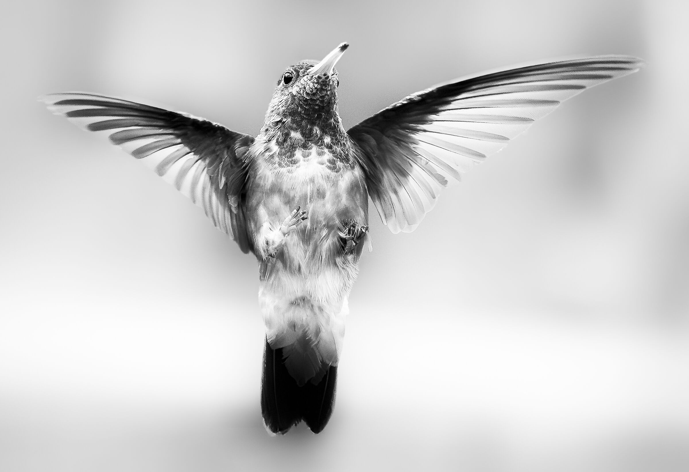 Hummingbird