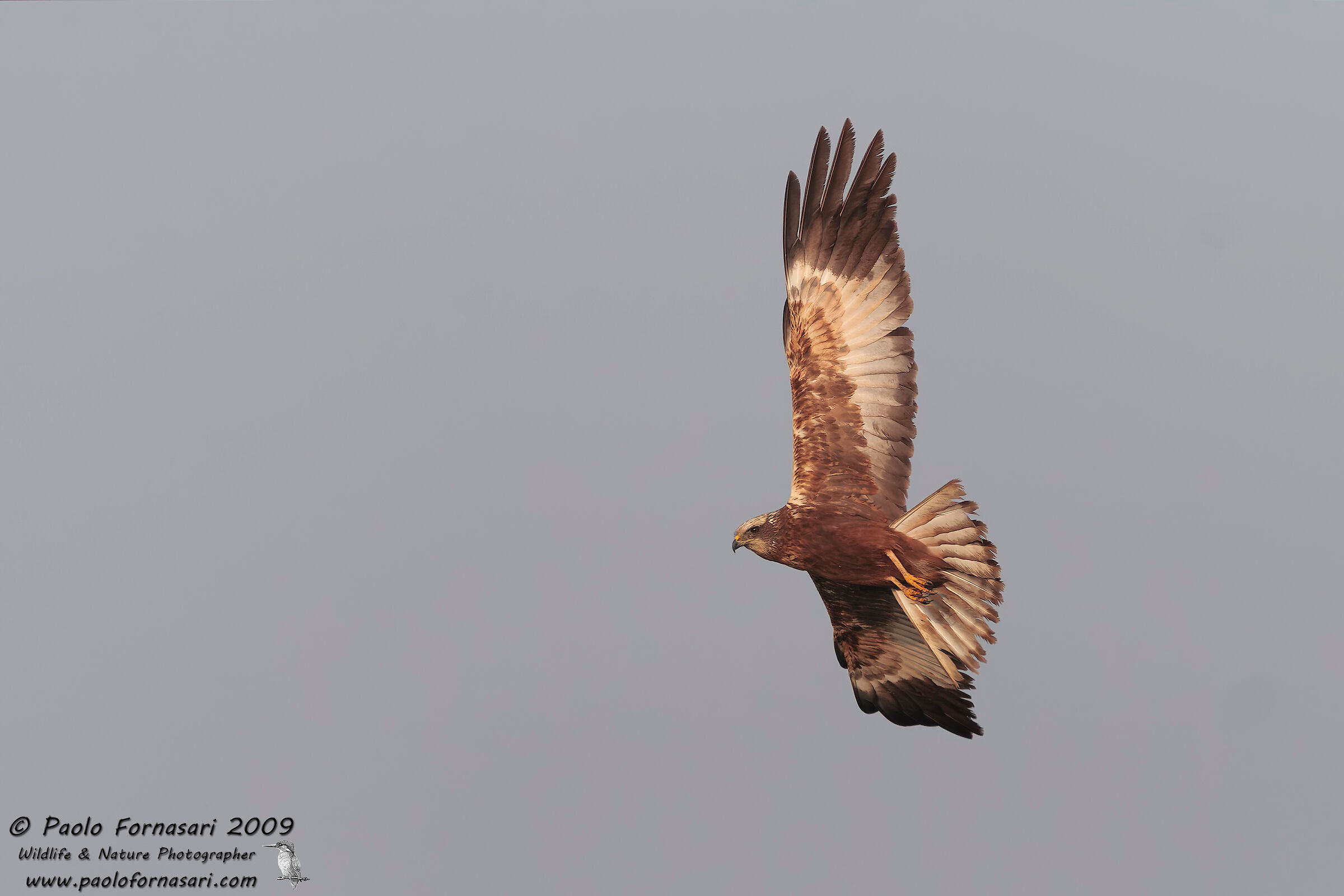Marsh Harrier (Circus aeruginosus)