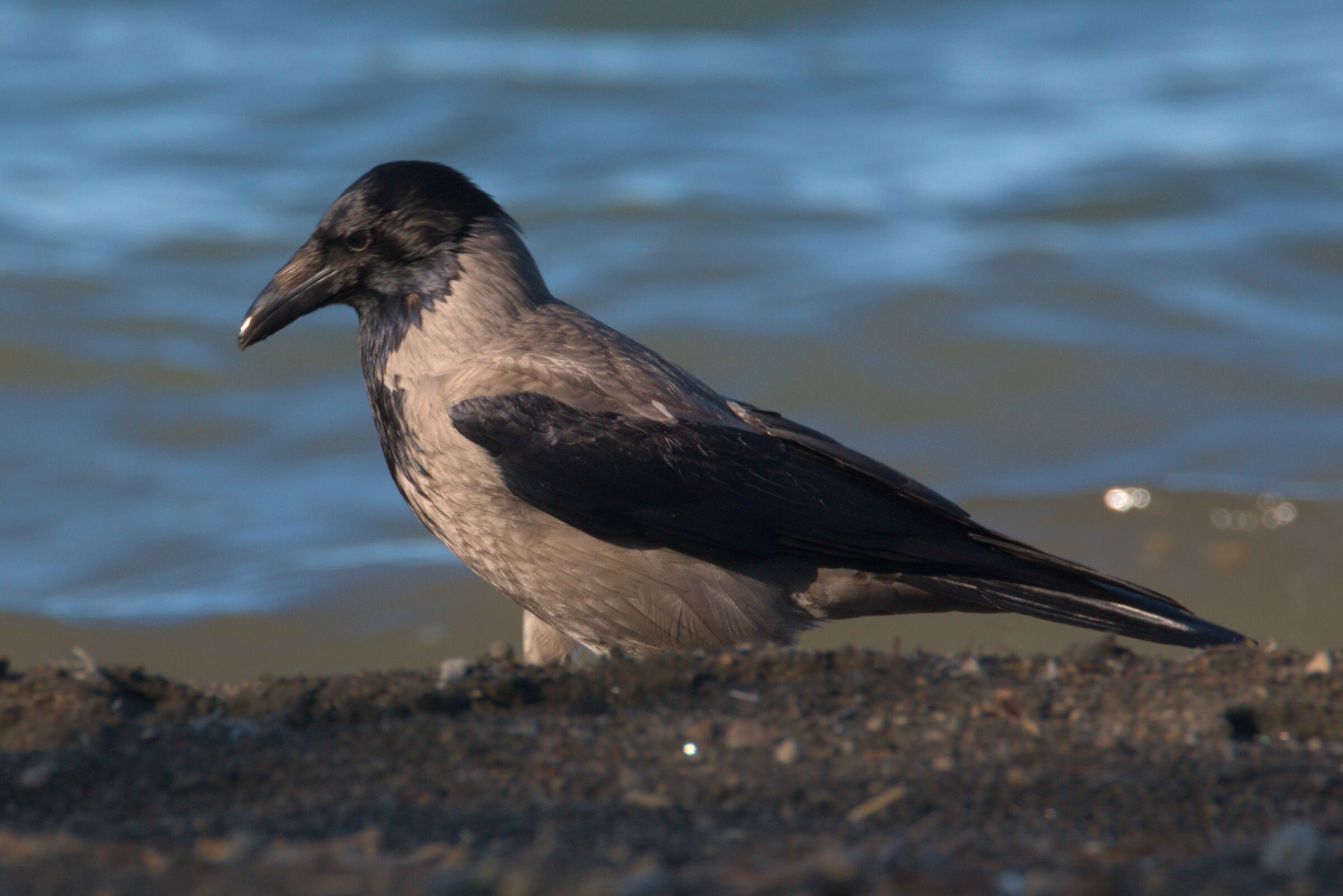 Hooded crow