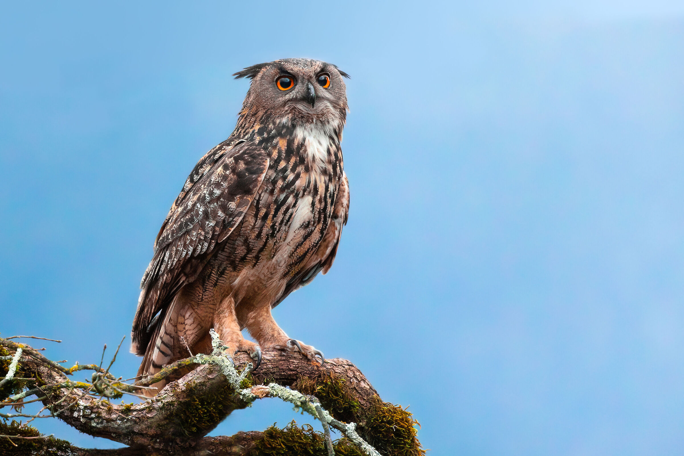il guardiano del bosco