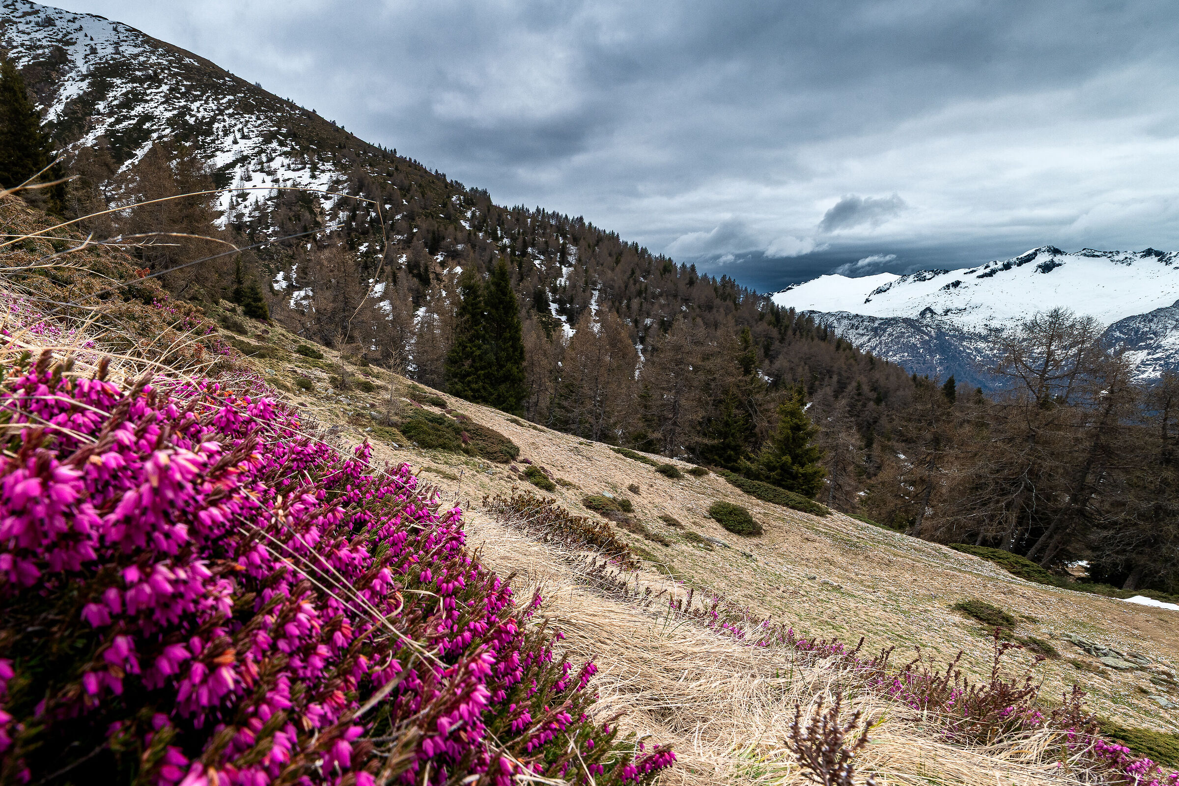 contrasti primaverili