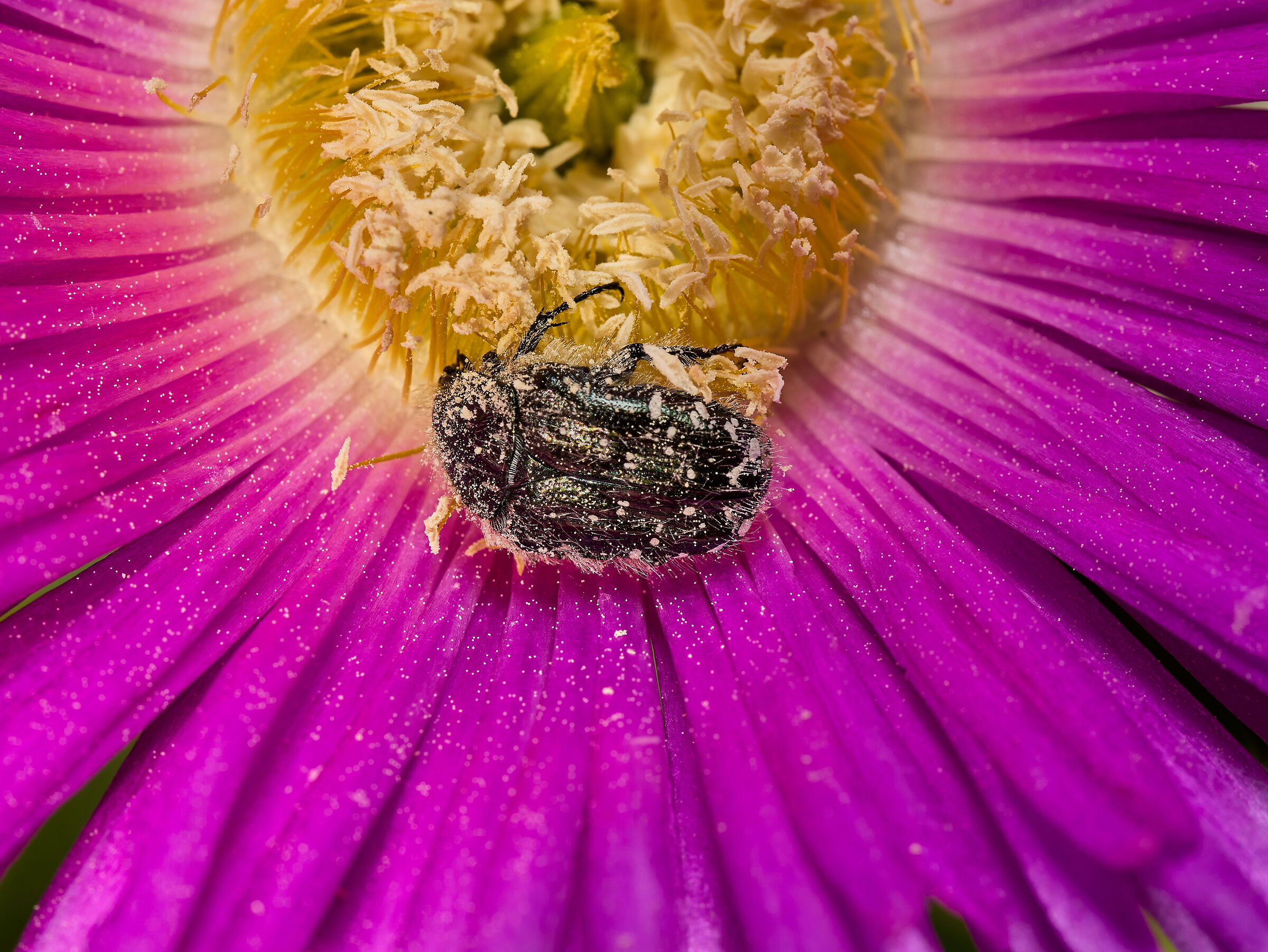 Coleottero sul fiore