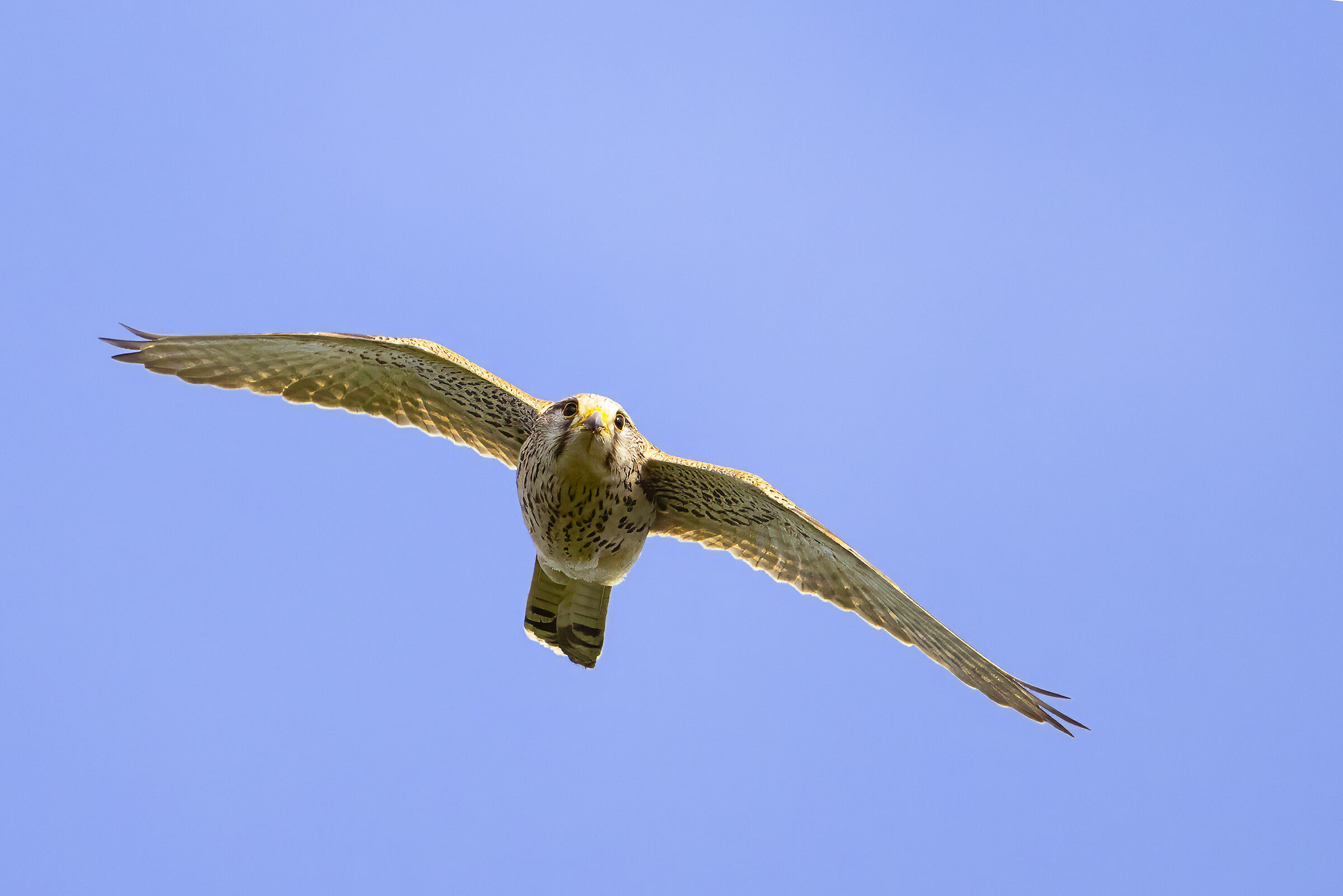 Kestrel