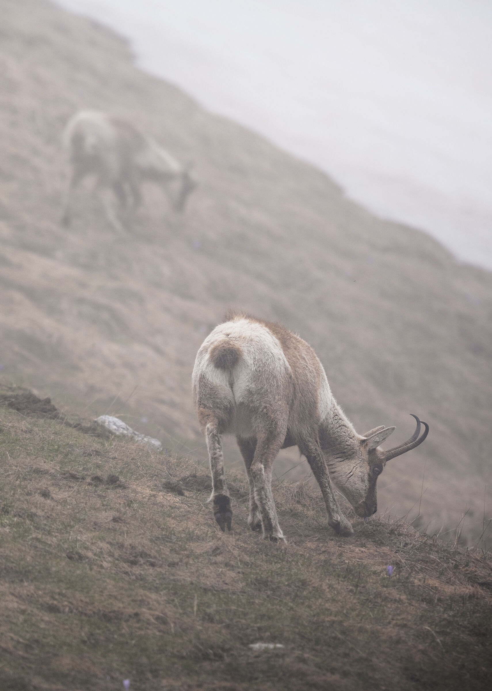 Nella nebbia