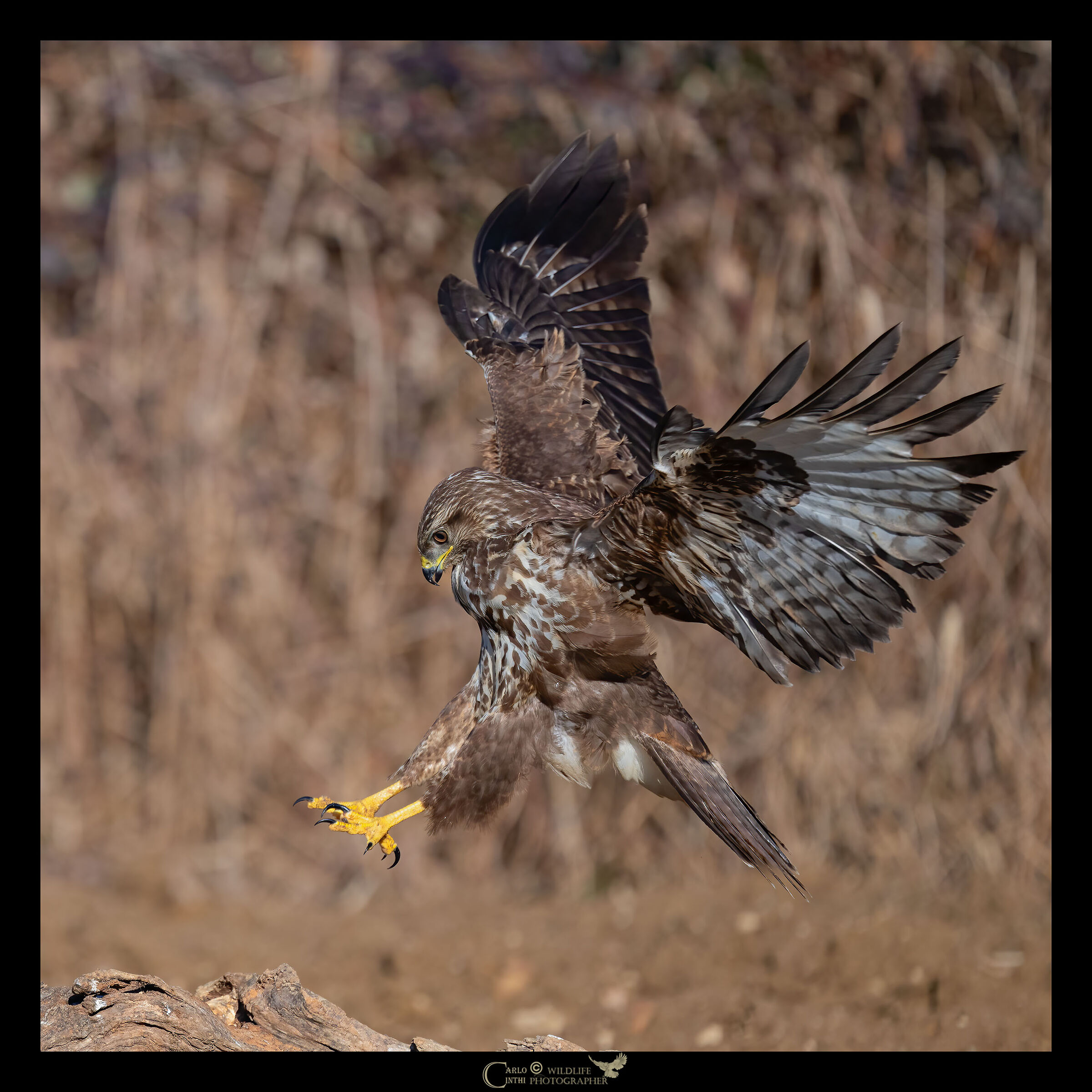 Buzzard
