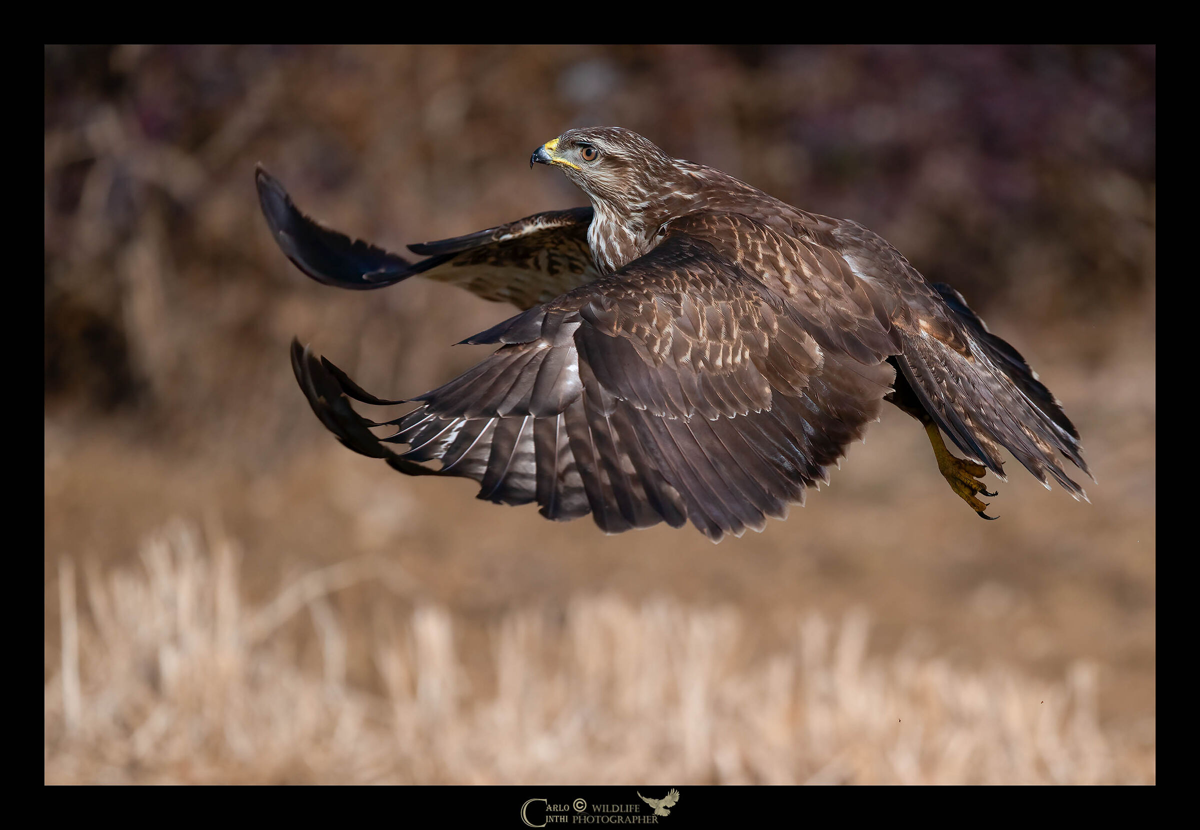 Buzzard