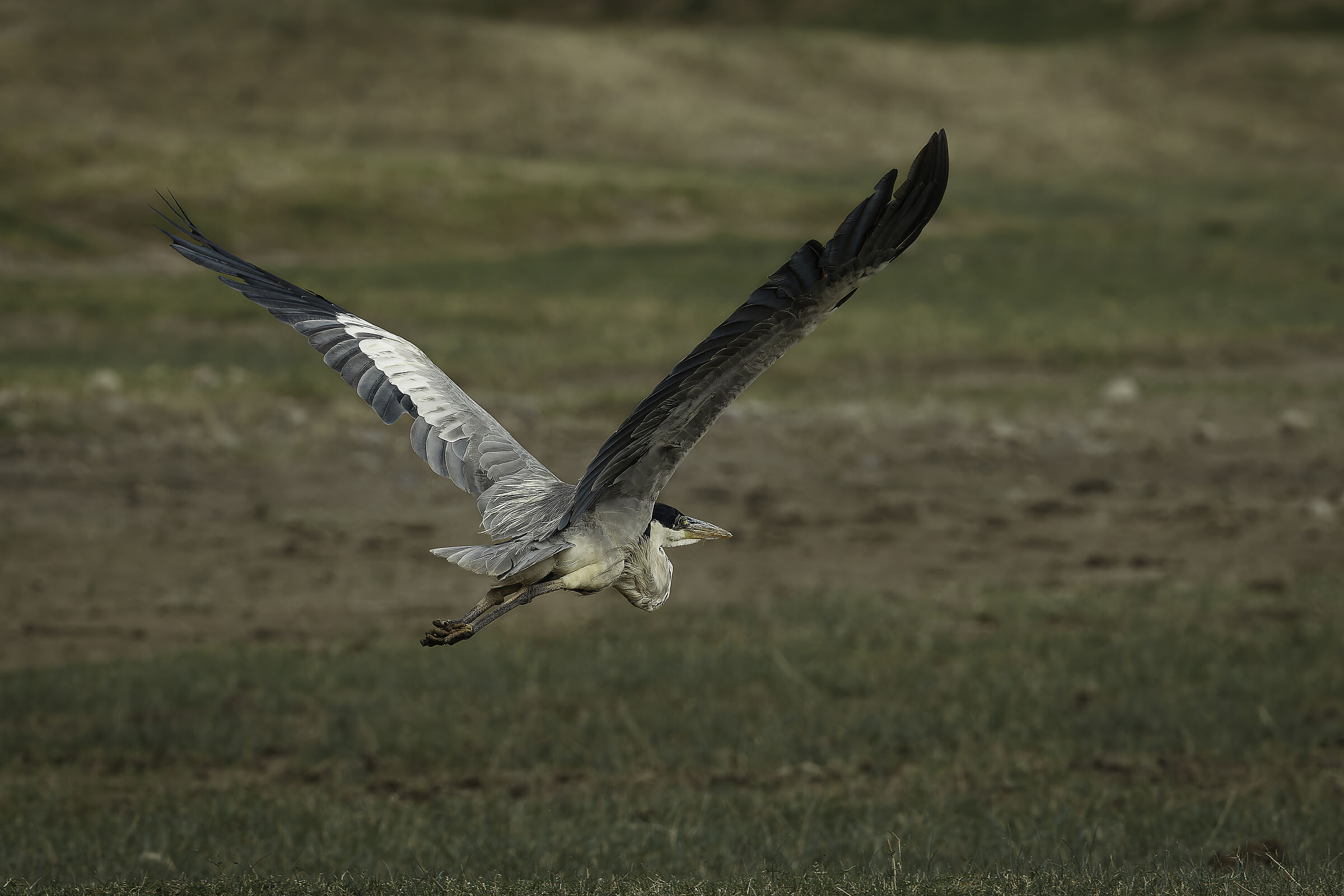 Ardea cocoi