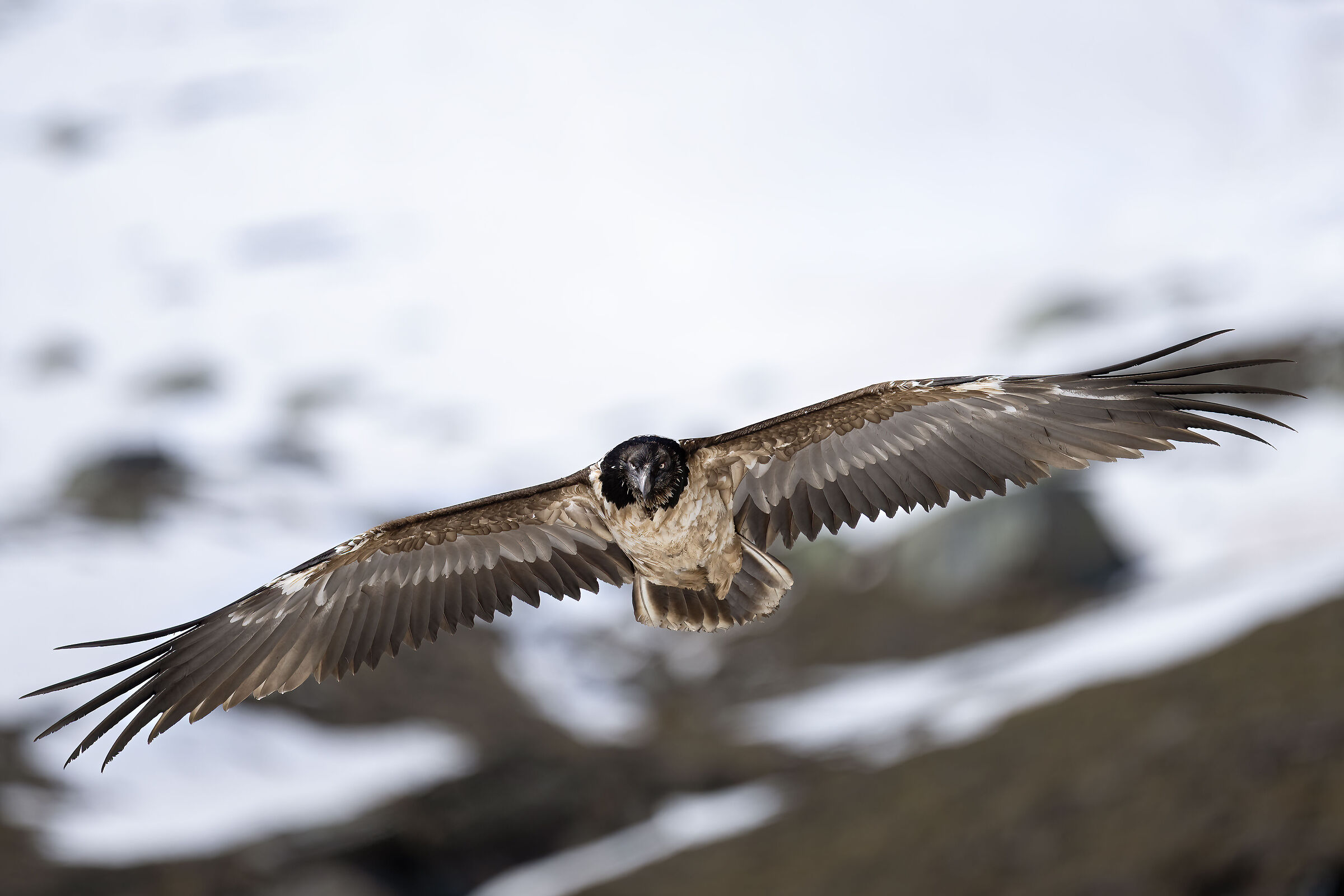 Gypaetus barbatus - Gran Paradiso National Park
