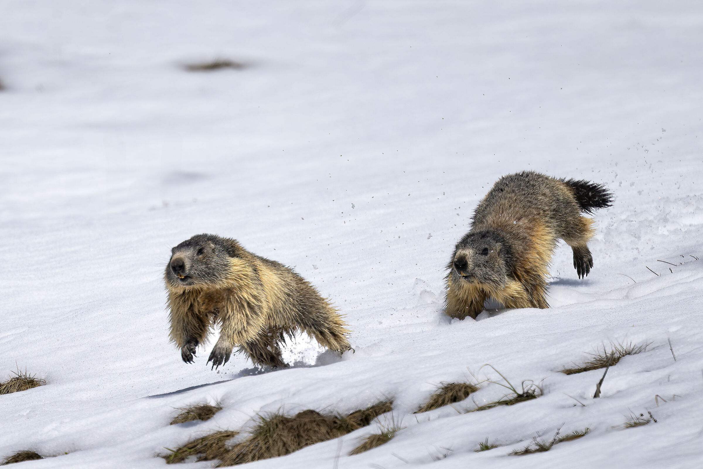 Marmots