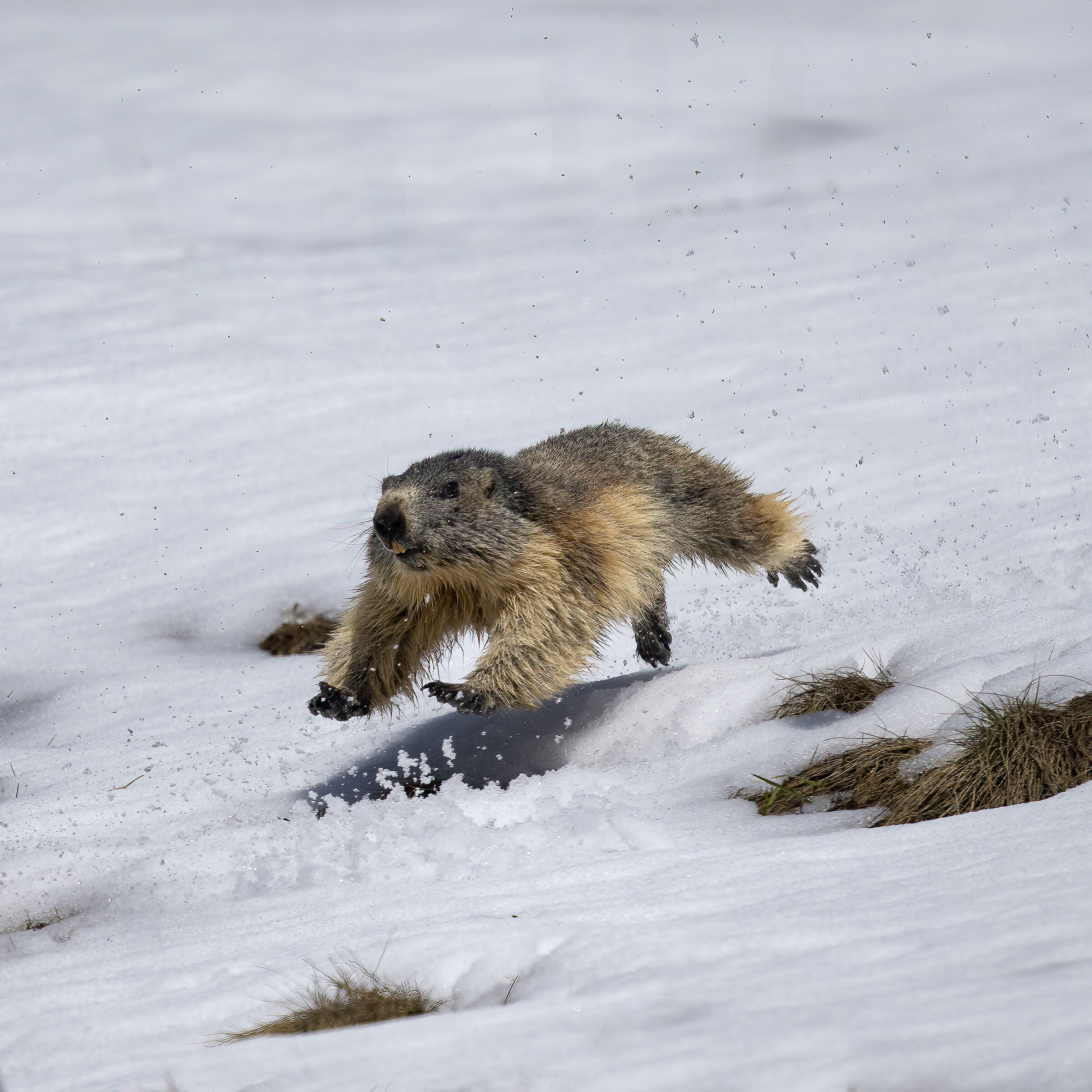 Marmot