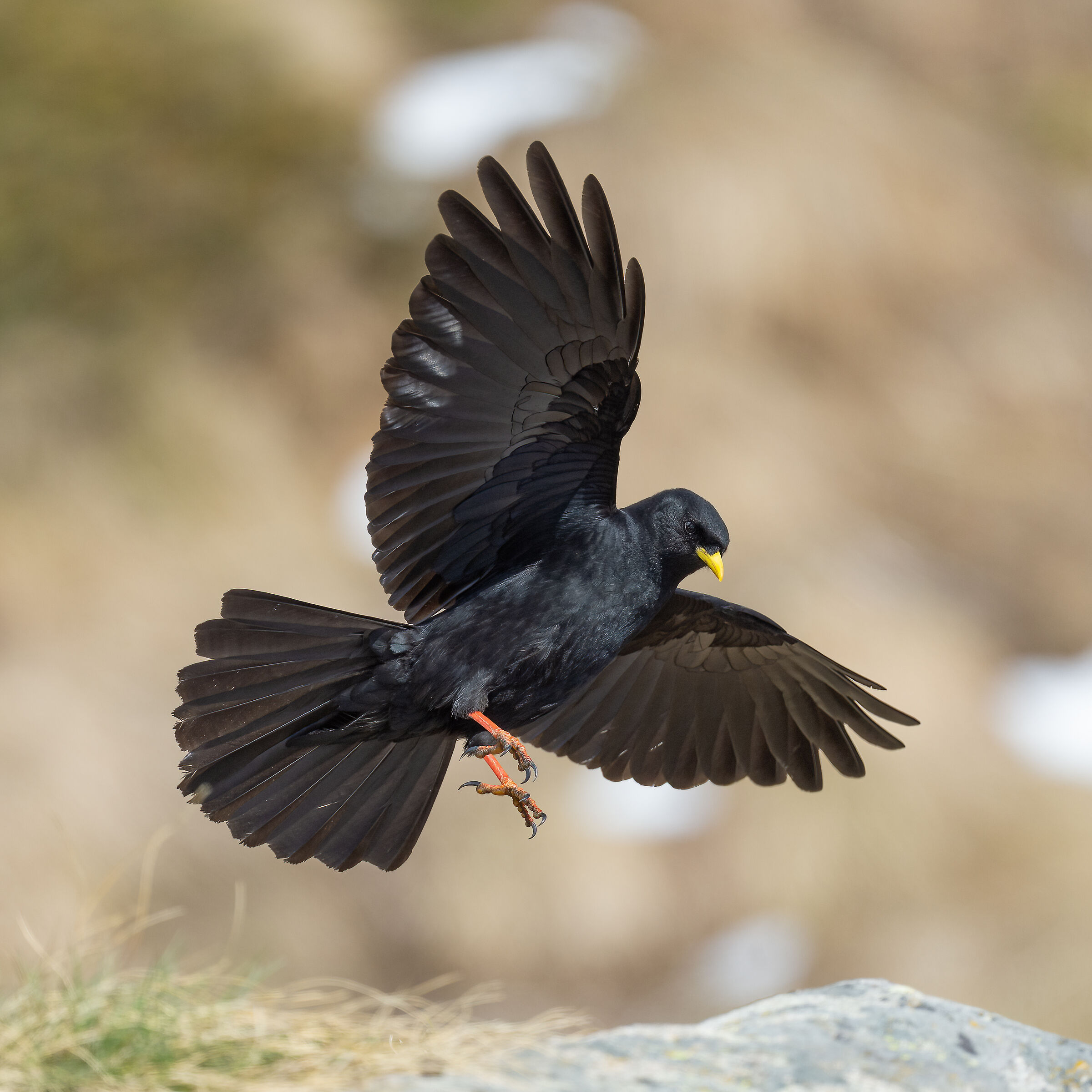 Alpine chough
