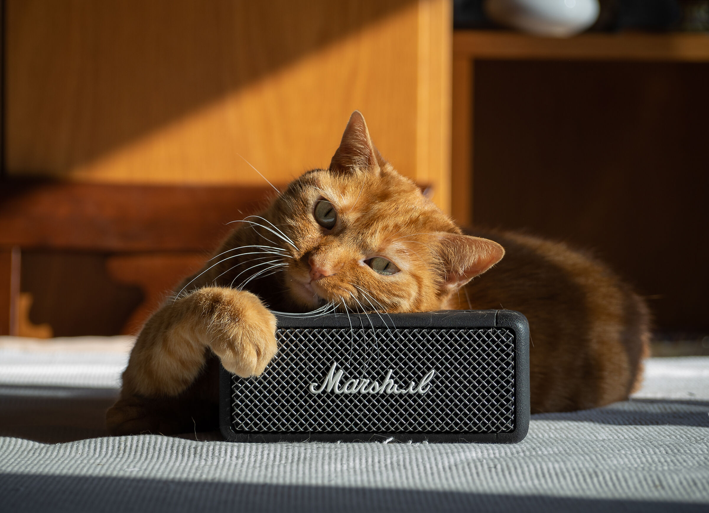 The cat who loves rock