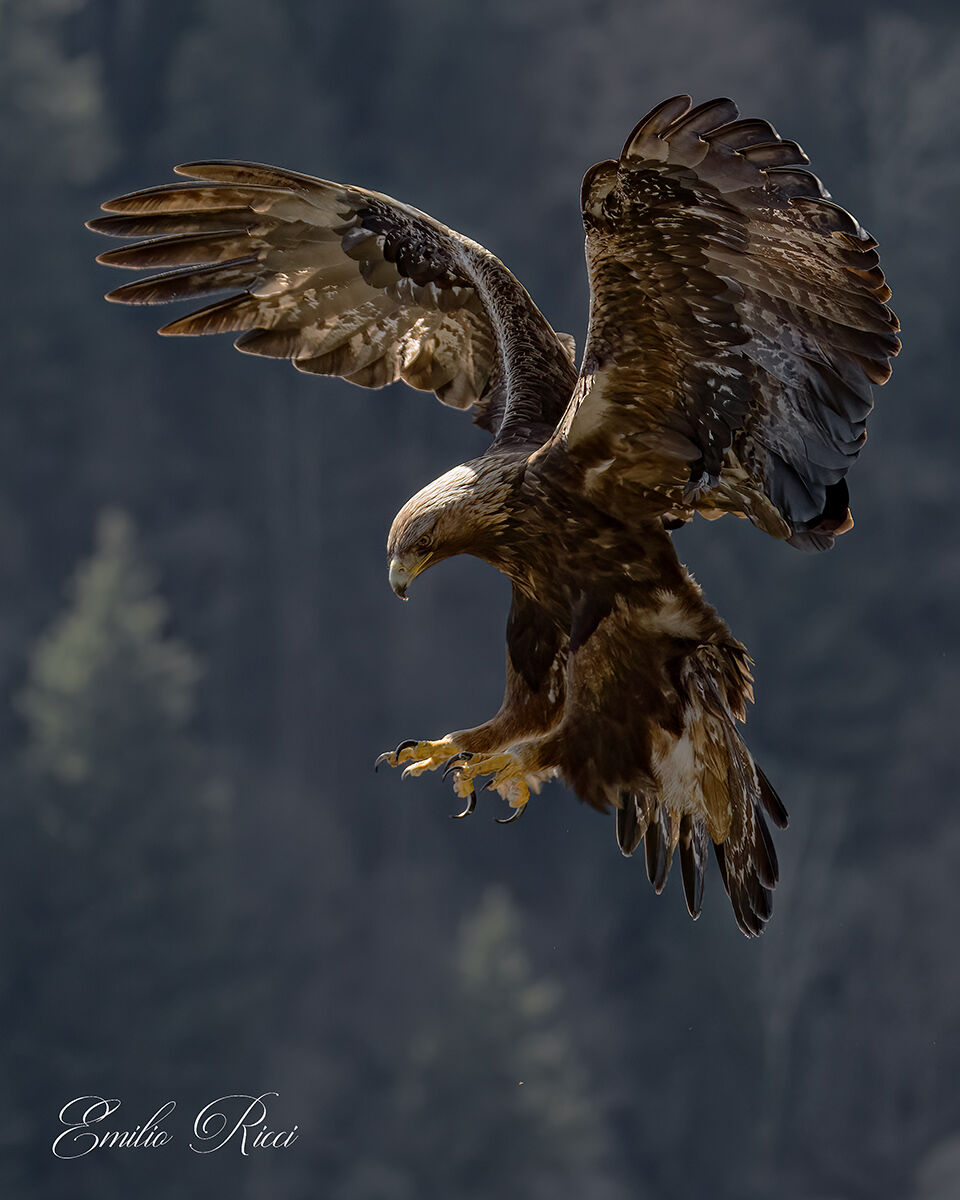 golden eagle Italian Alps