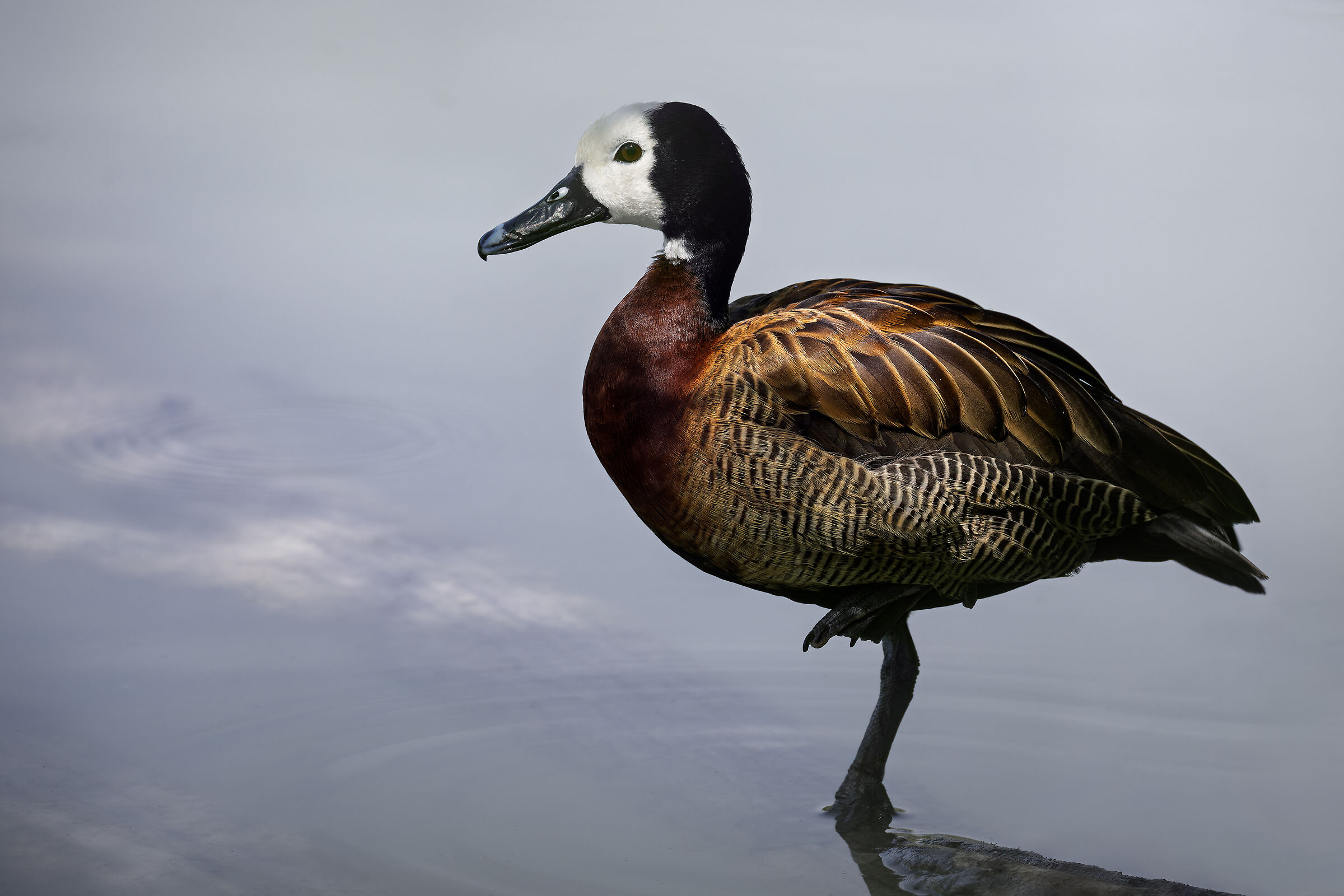 White-faced Dendrocigna