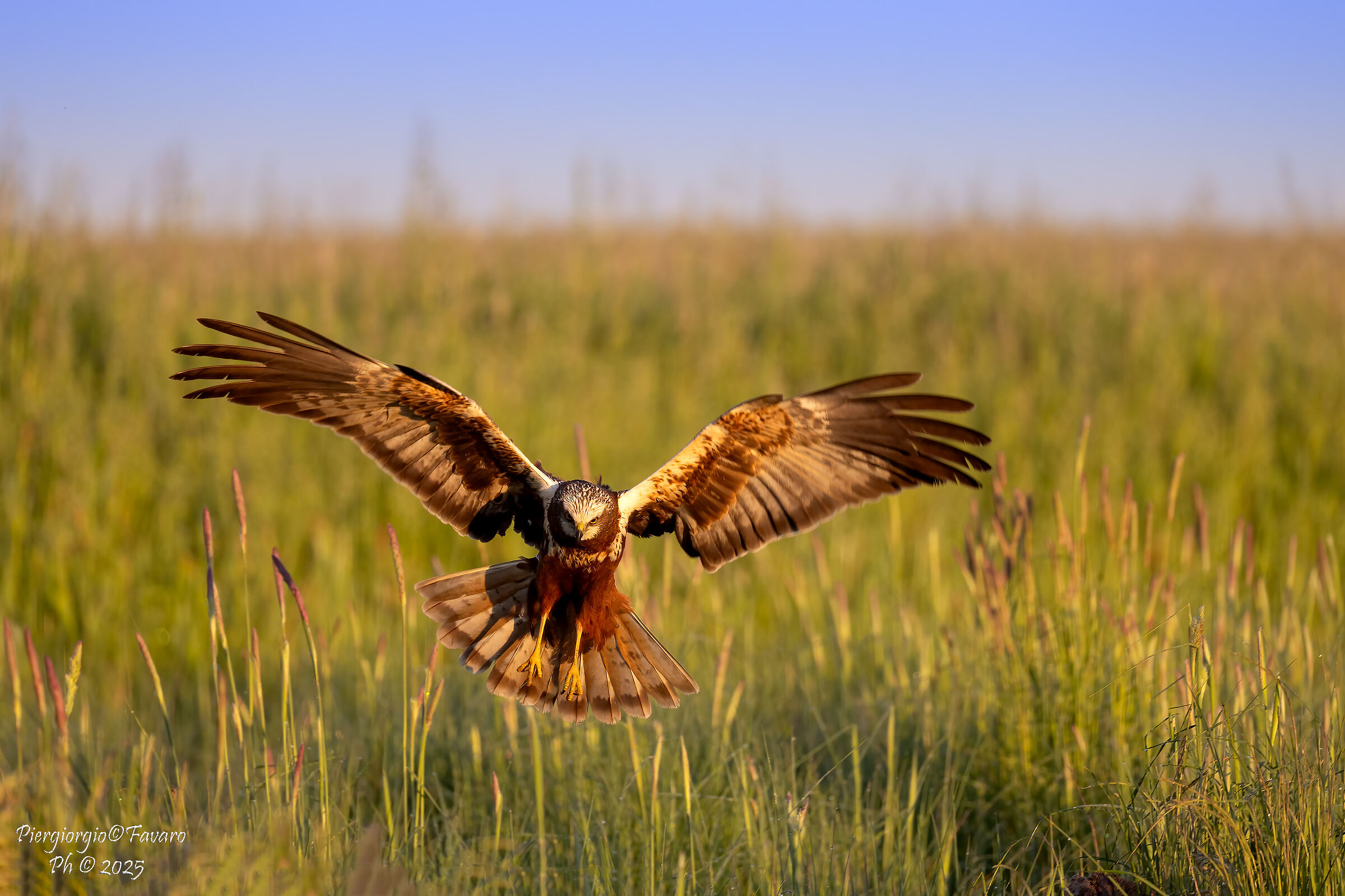 Marsh Harrier.