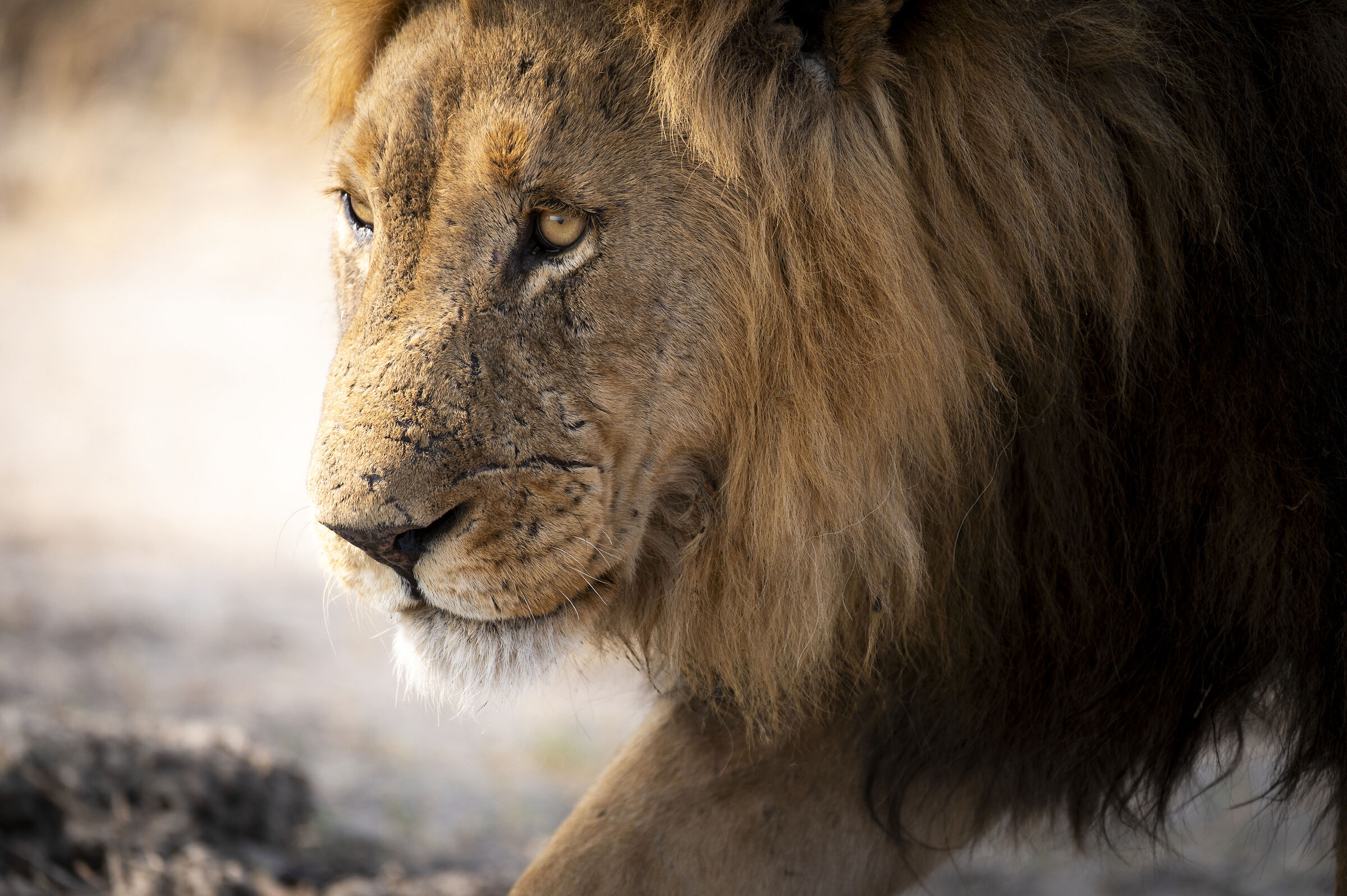 Looking for the pray