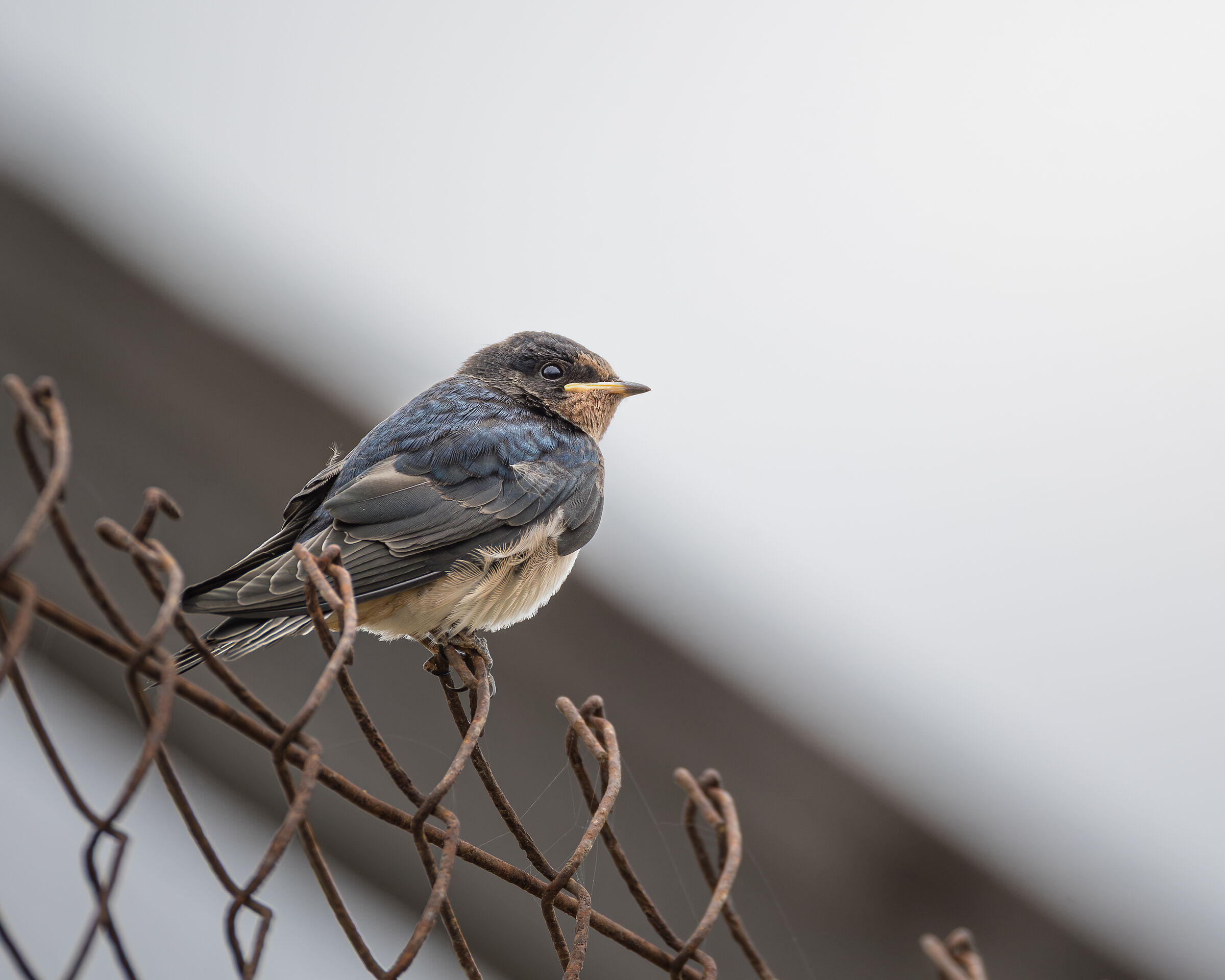 Swallow juv