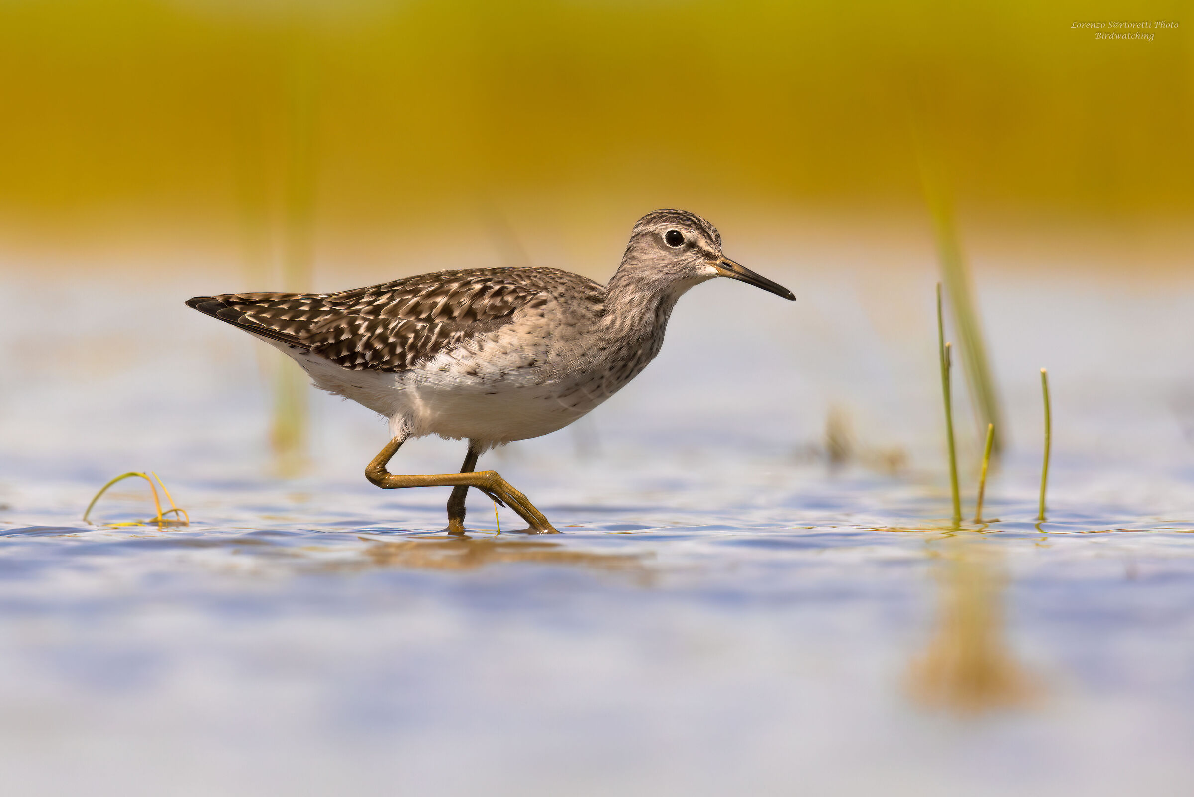 Wood Sandpiper