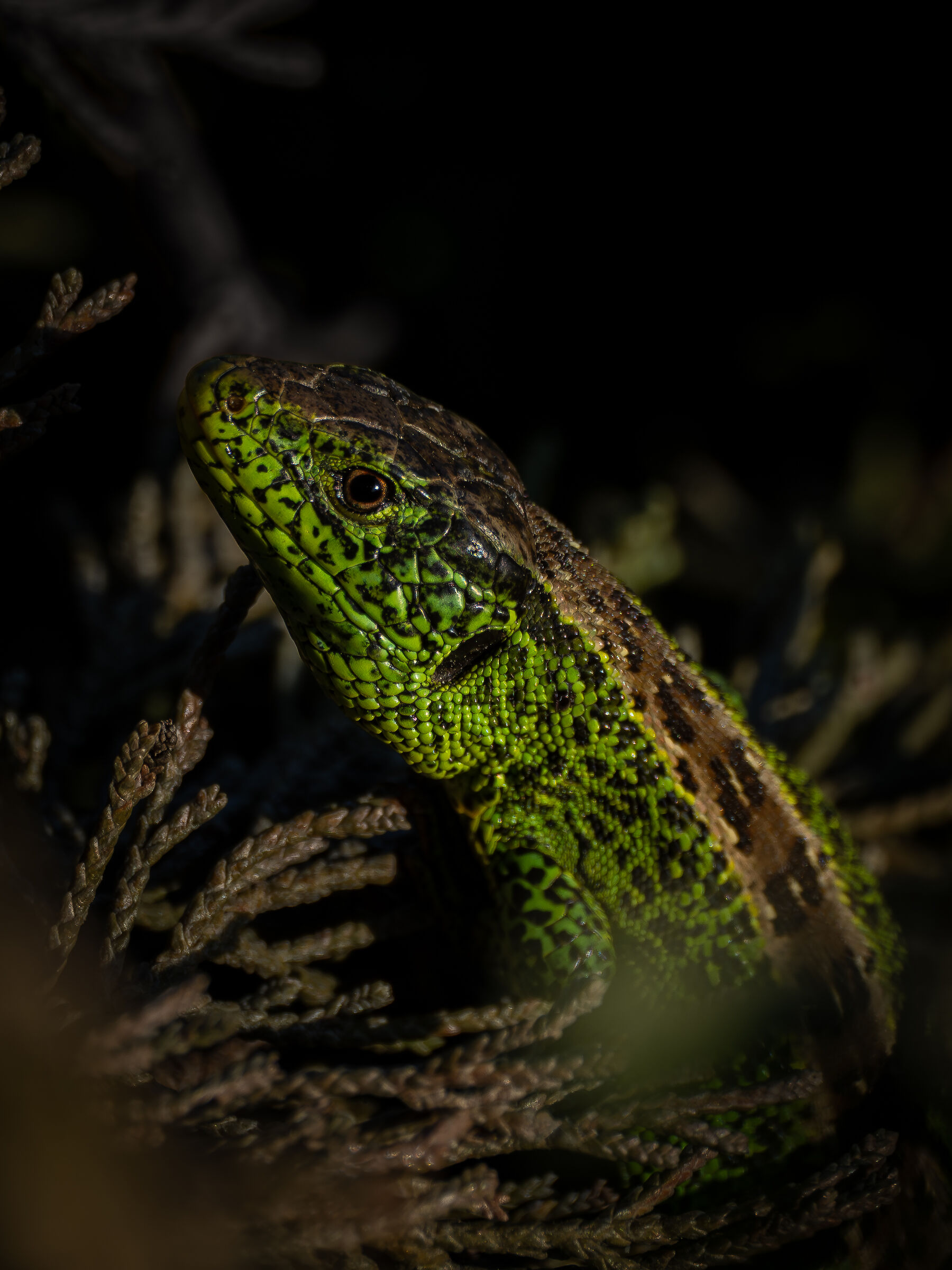 Lacerta agilis