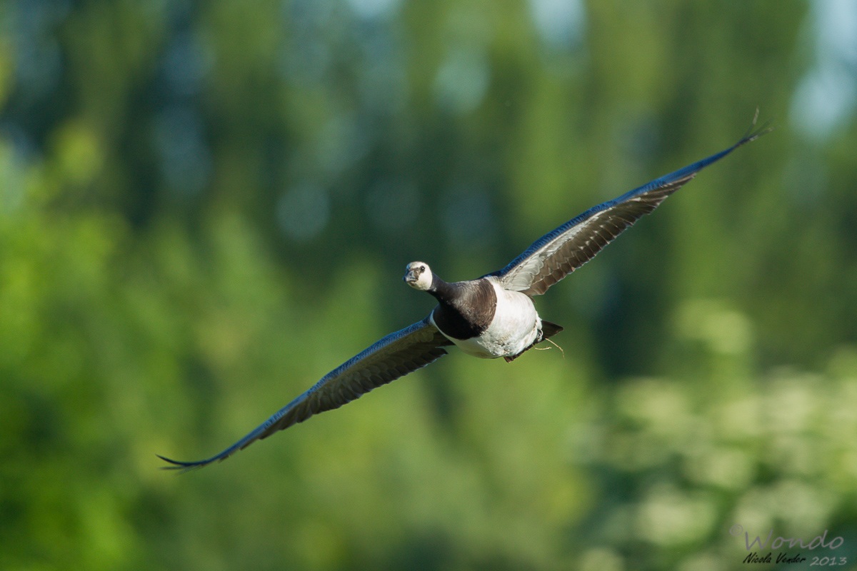 goose barnacle