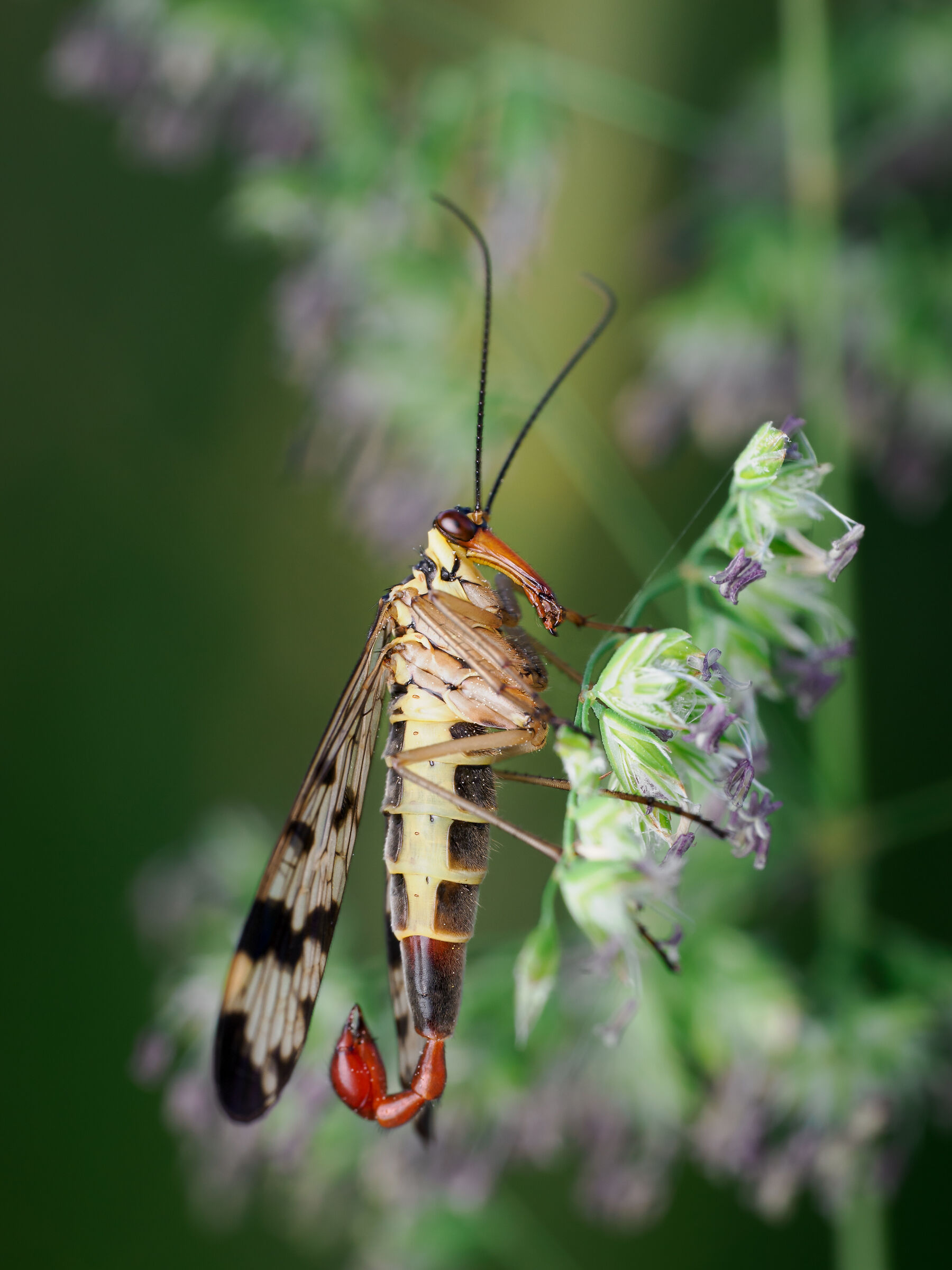 Common scorpion fly