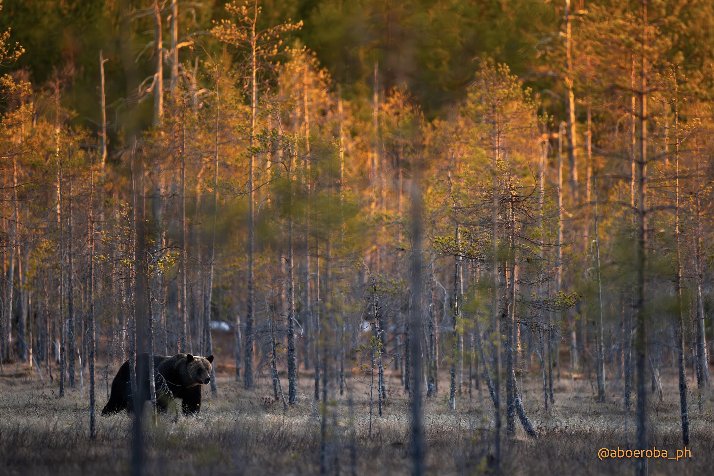 Bear at sunset