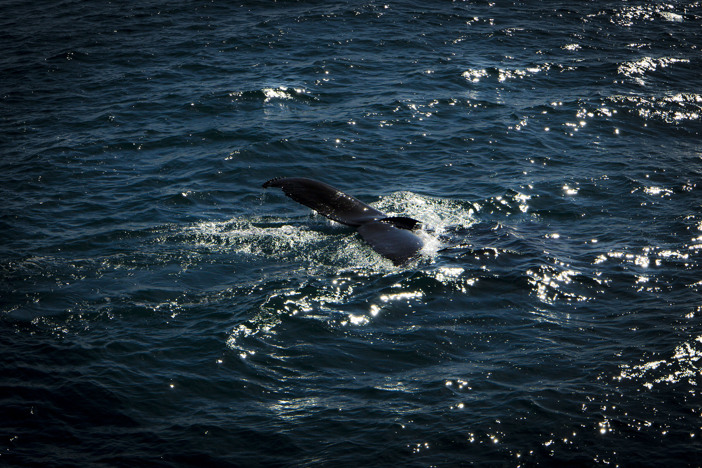 Humpback Whale - Reykjavik