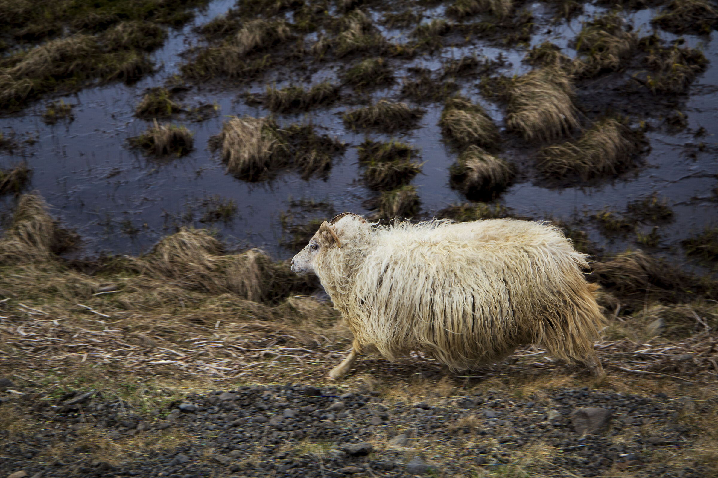 Icelandic sheep