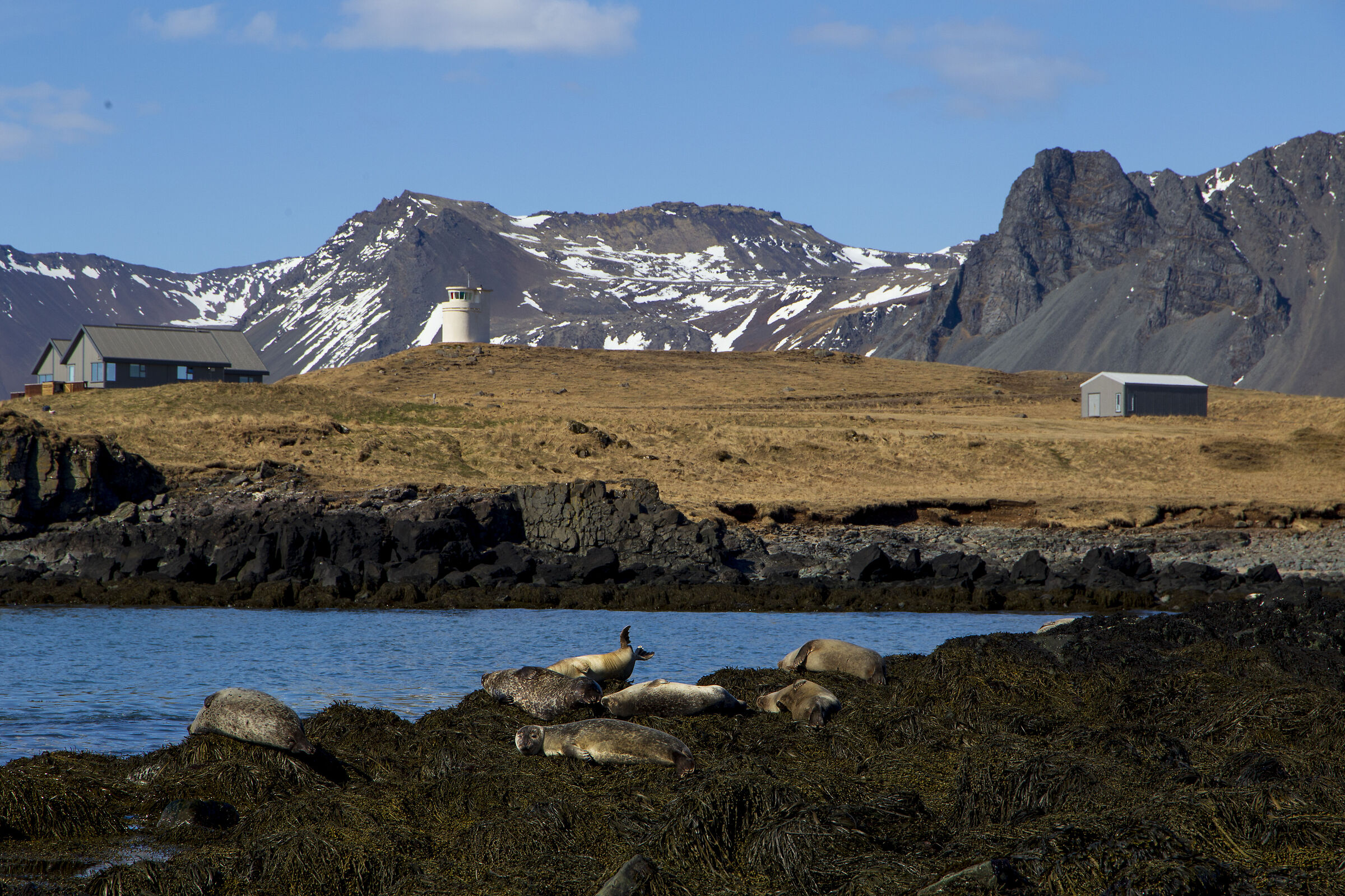 Ytri Tunga - the seal beach