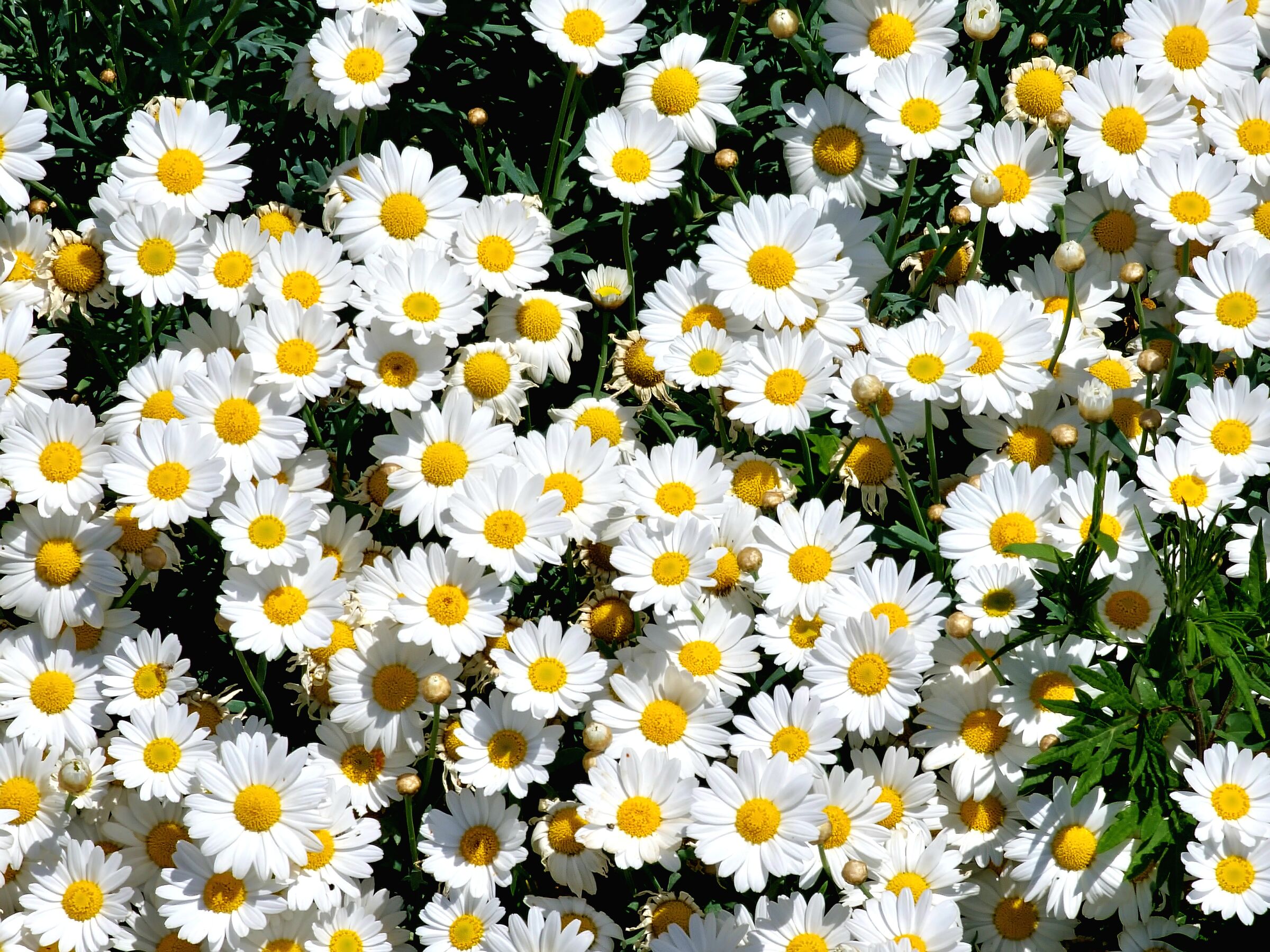 Daisies
