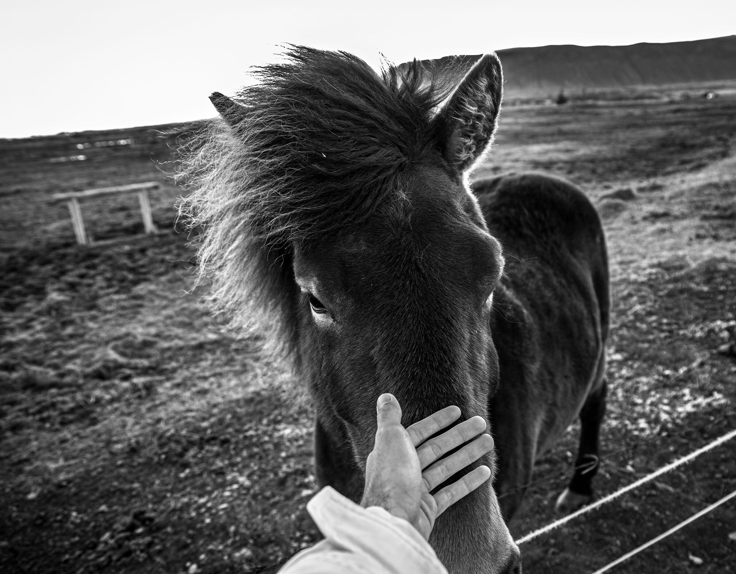 Pure Icelandic horse in Black & White