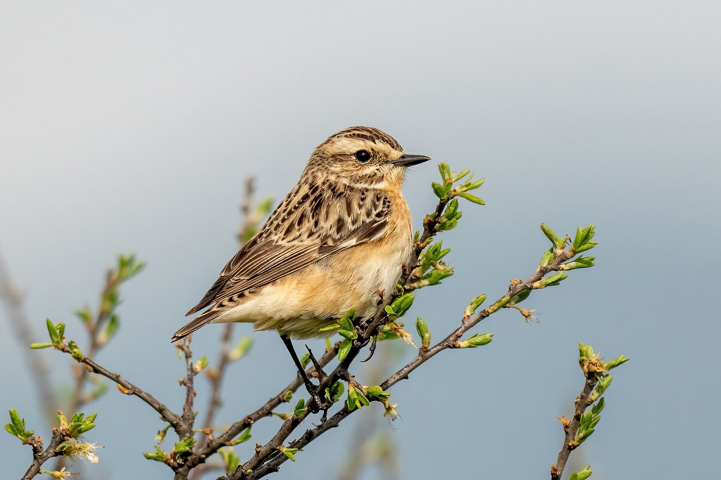 Stiaccino (Saxicola rubetra)