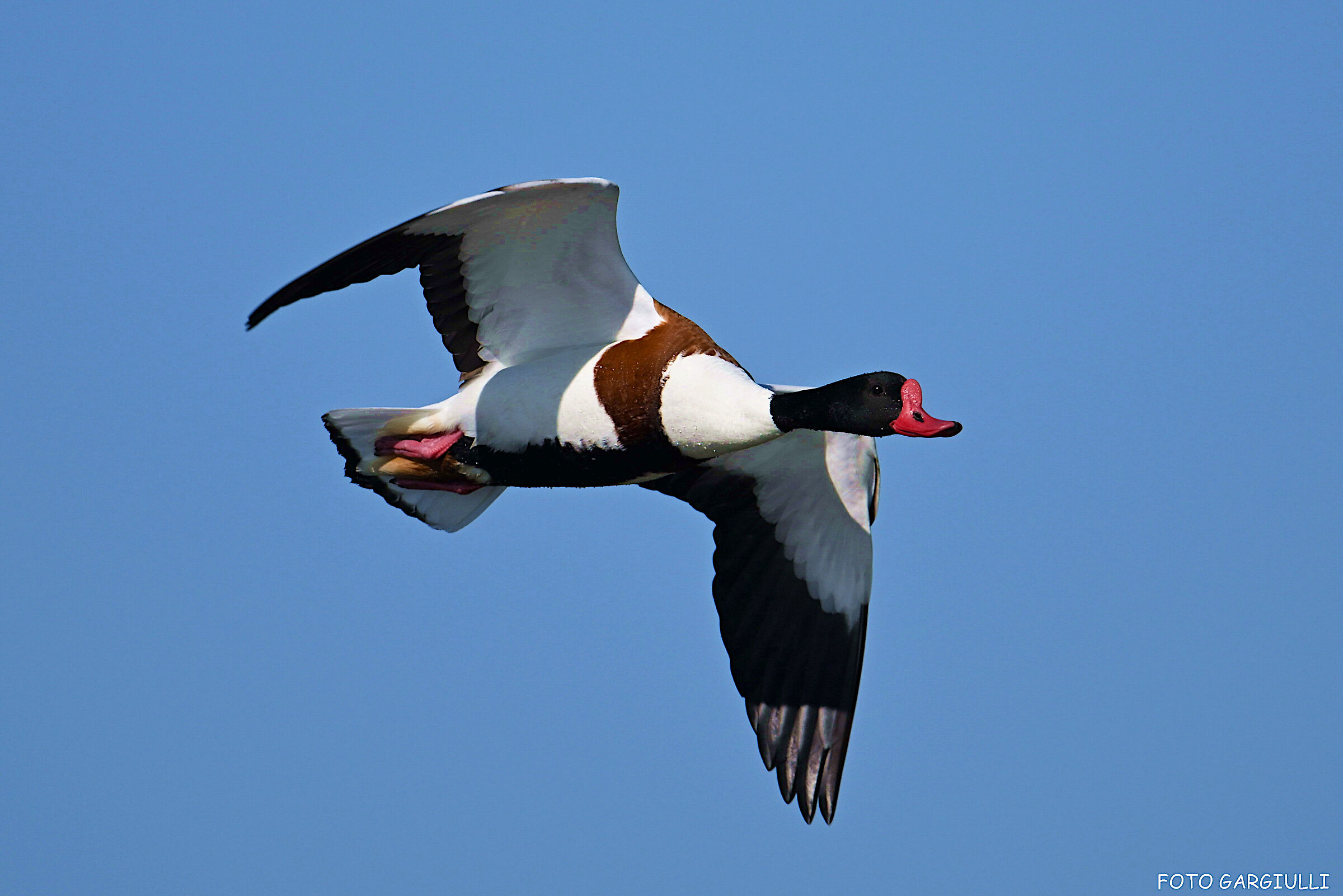 Male shelduck
