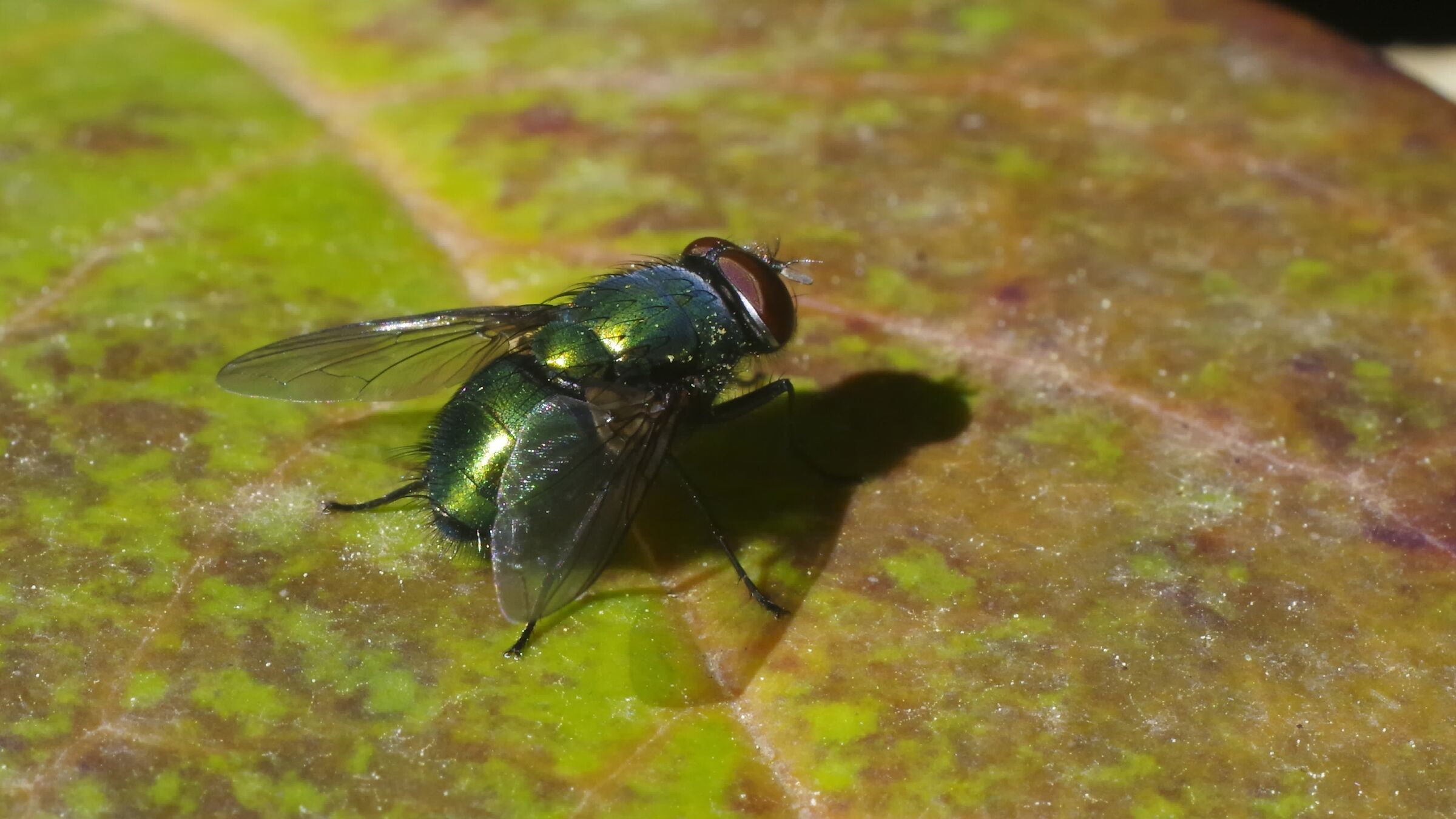 Lucilia Sericata