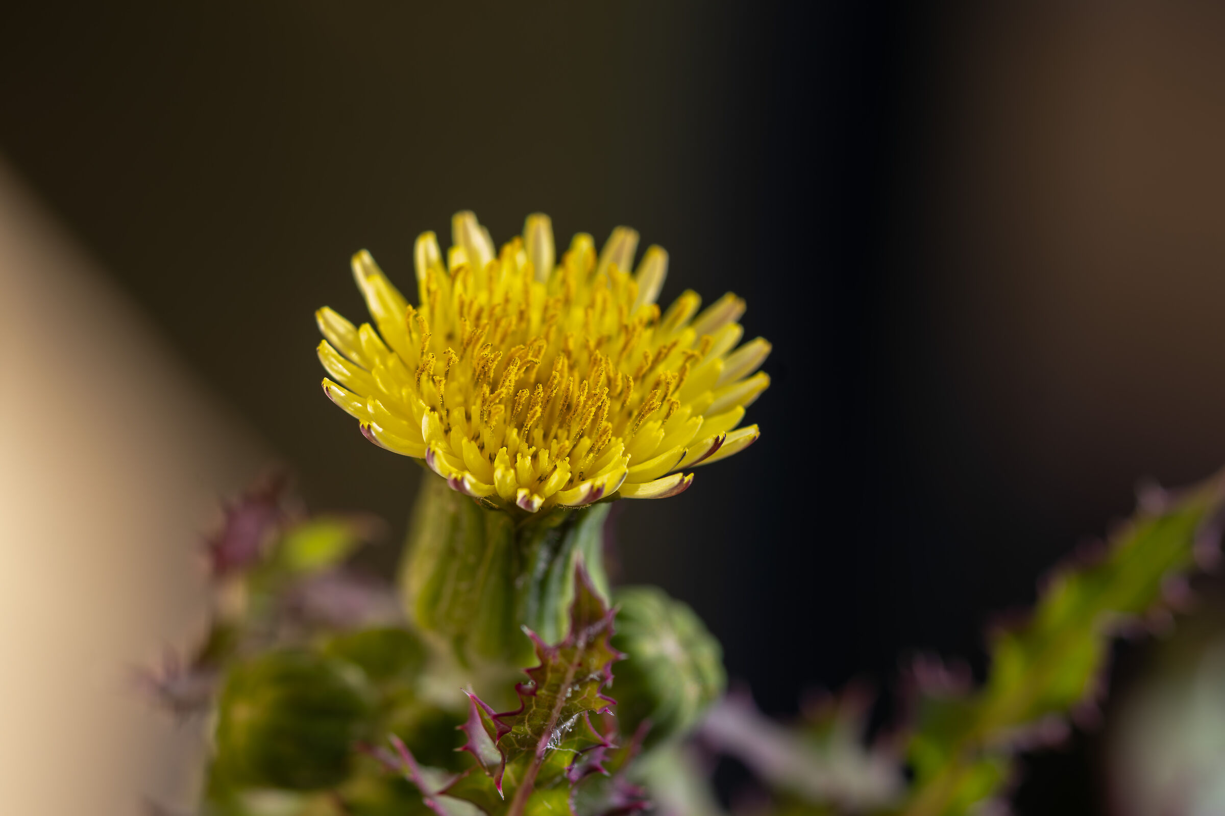 fiore impollinatore macro 2