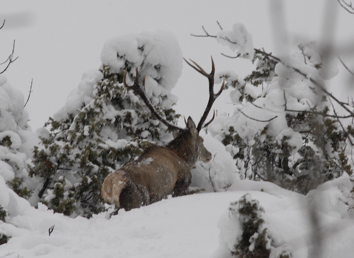 old deer how hard the winter