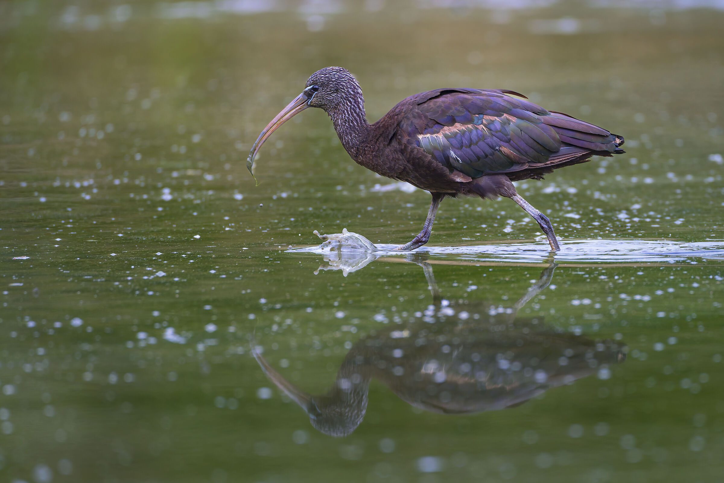 Glossy ibis