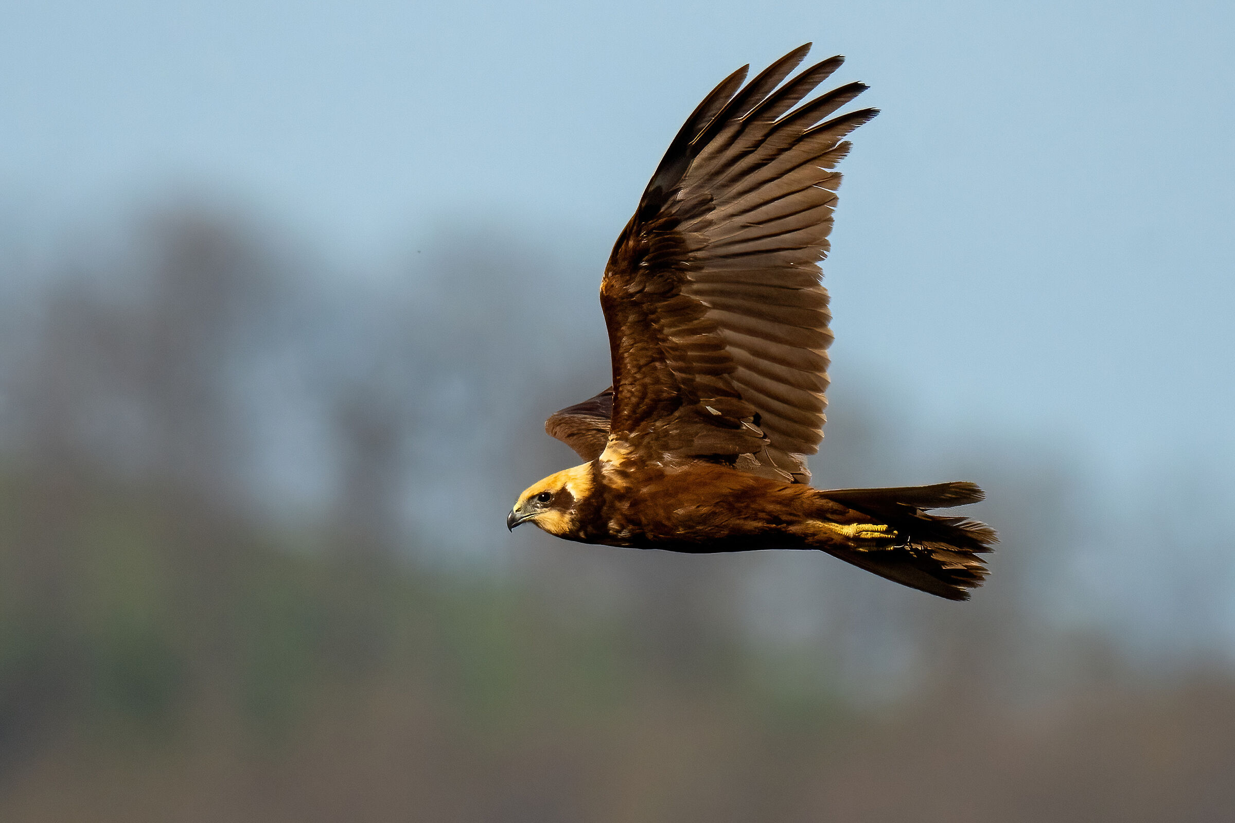 Marsh Harrier (Circus aeruginosus) Femm