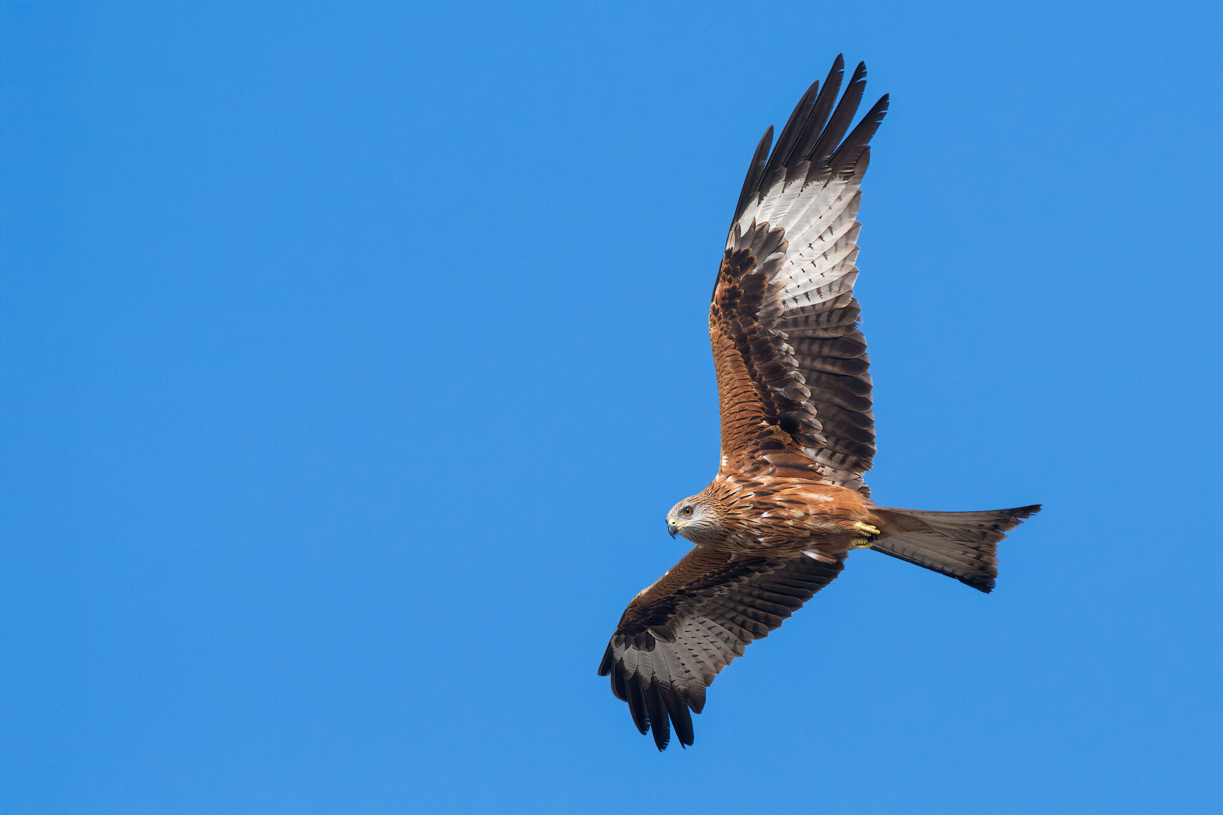 Nibbio reale (Milvus milvus)