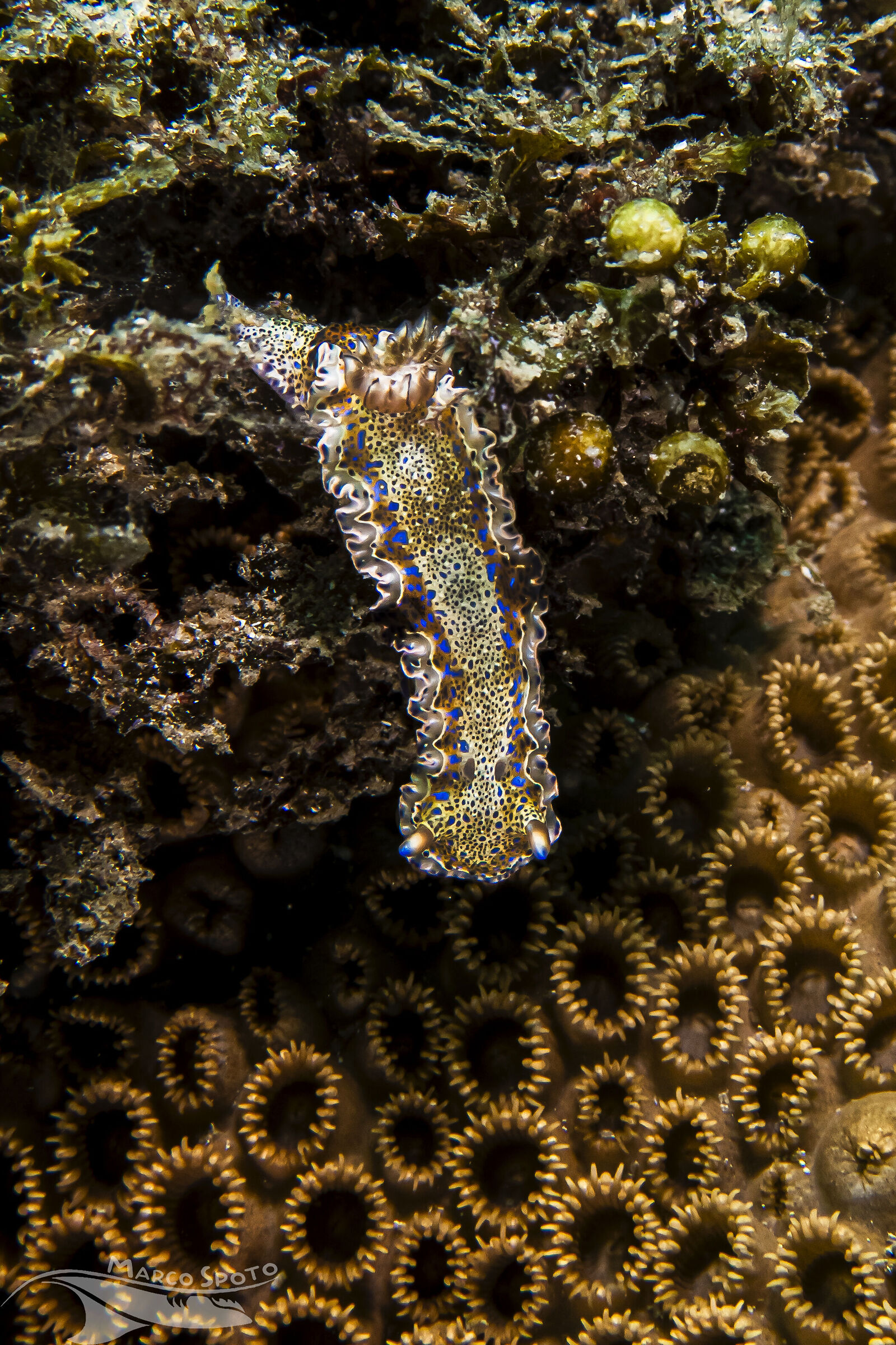 Felimare marci (Ev. Marcus, 1970)