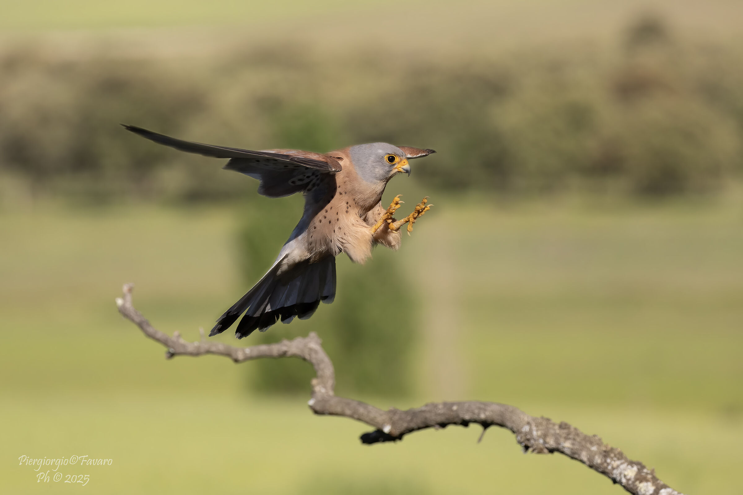 Lesser Kestrel.