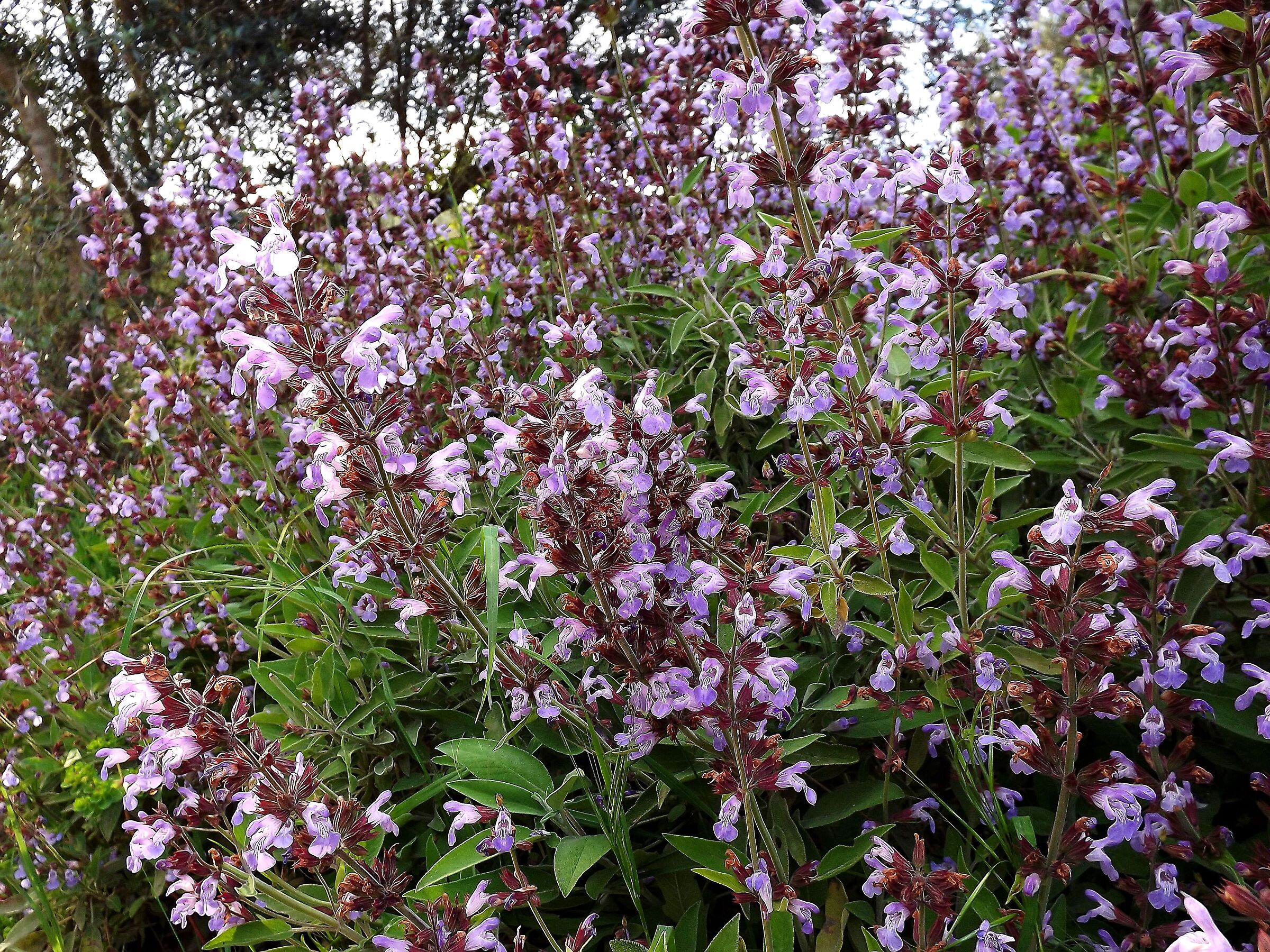 Salvia fiorita