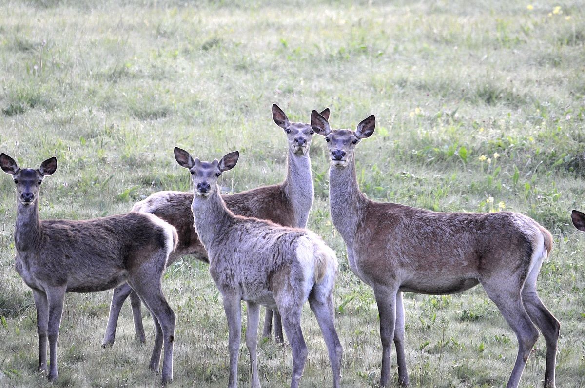deer after a long winter