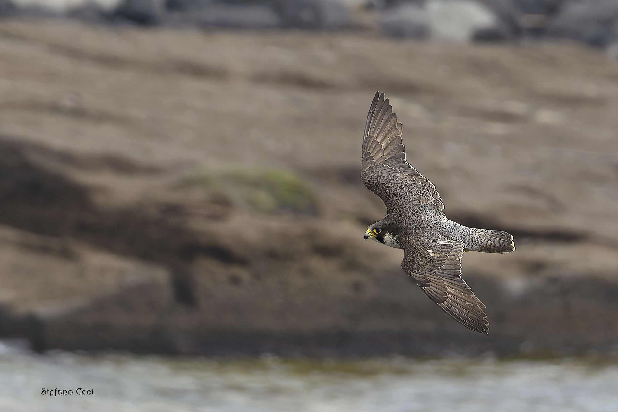 Peregrine