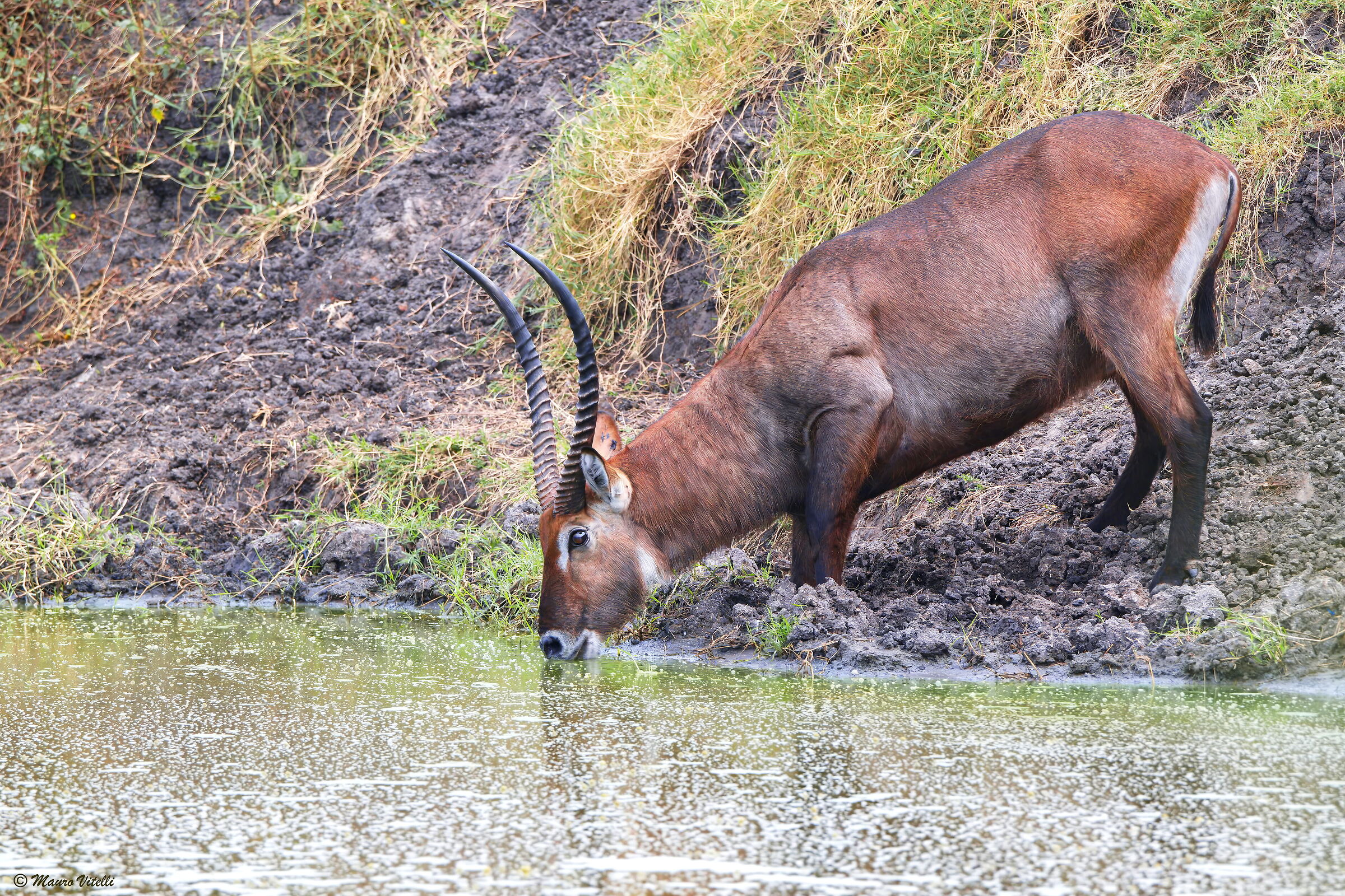 Cobo / Water Antelope (Kobus ellipsiprymnus)